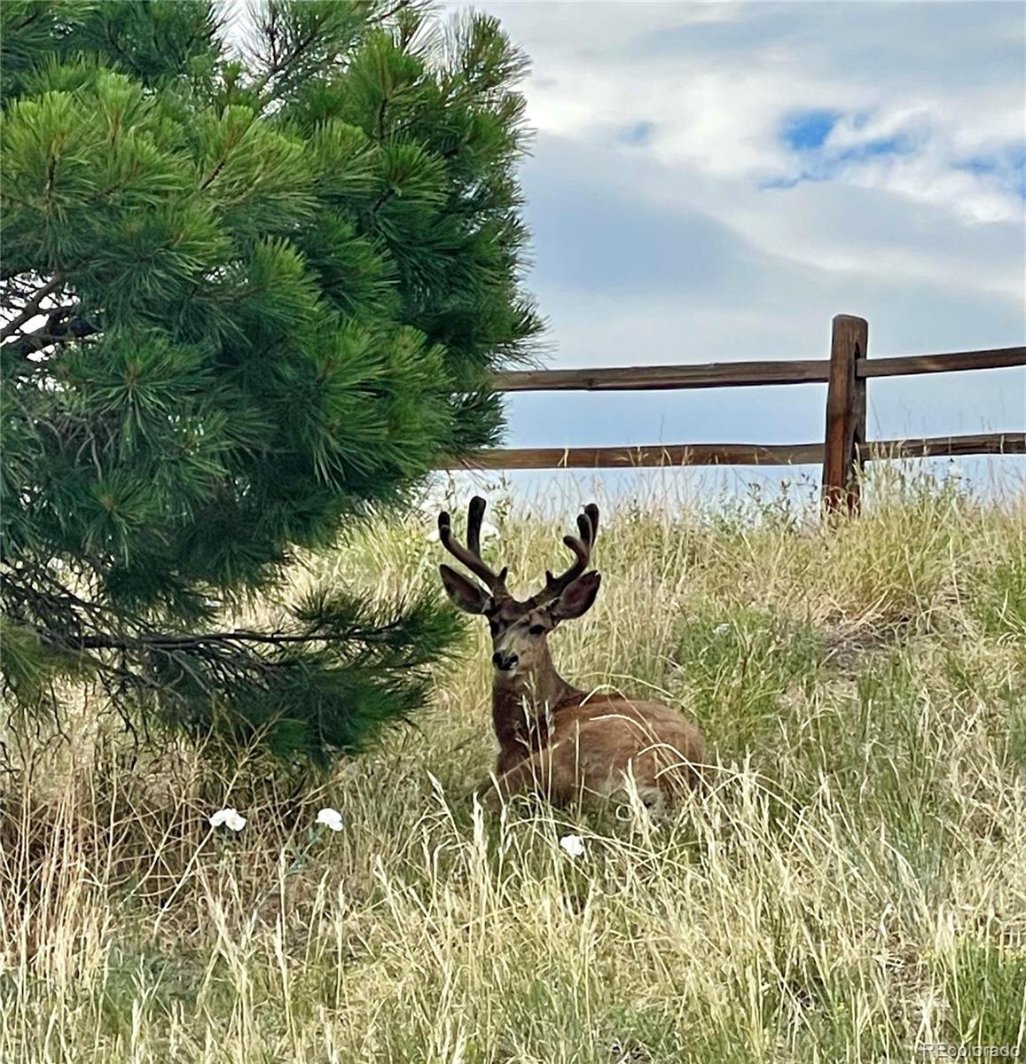 MLS Image #5 for 3892  pecos trail,castle rock, Colorado