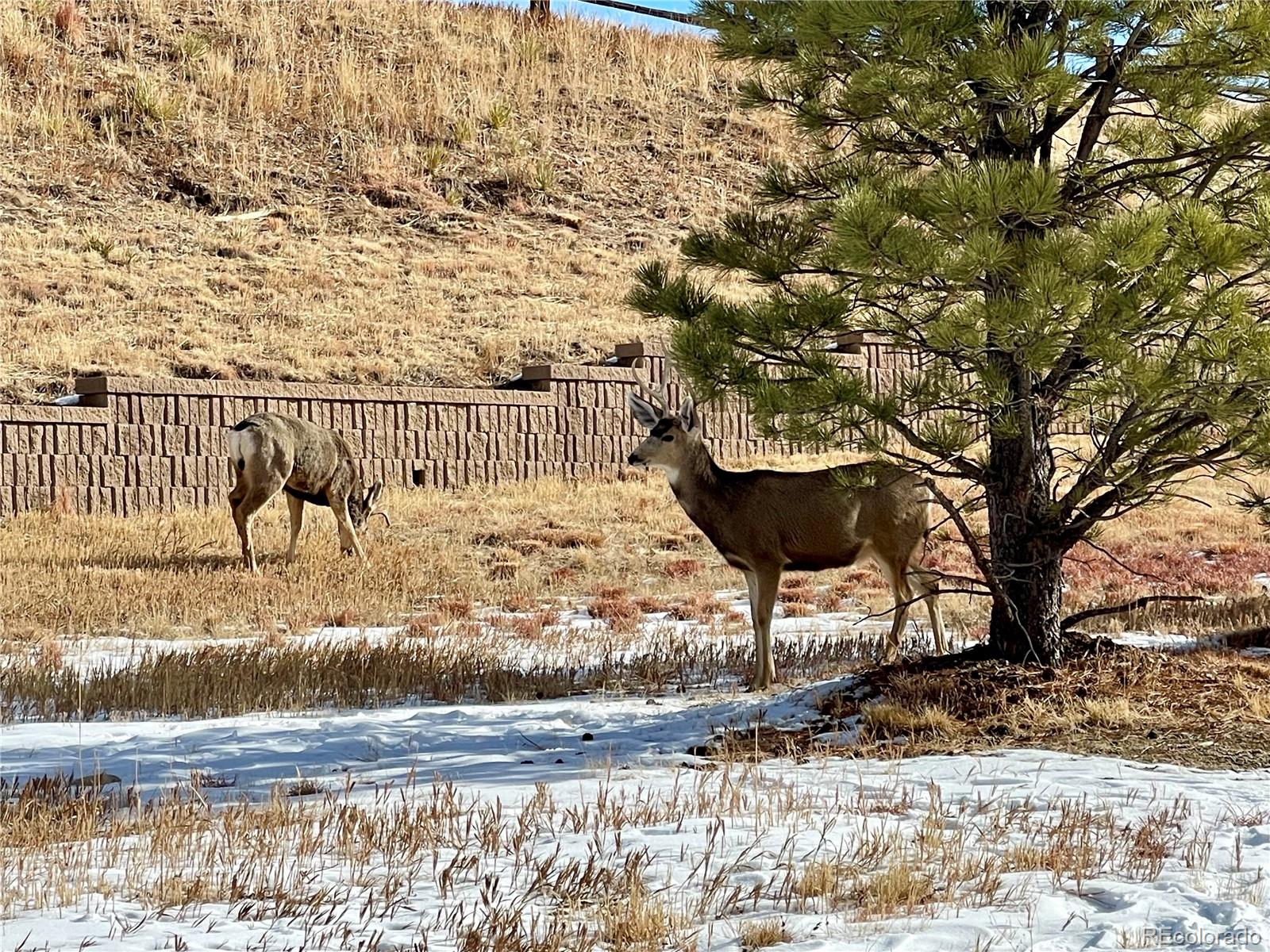 MLS Image #6 for 3892  pecos trail,castle rock, Colorado