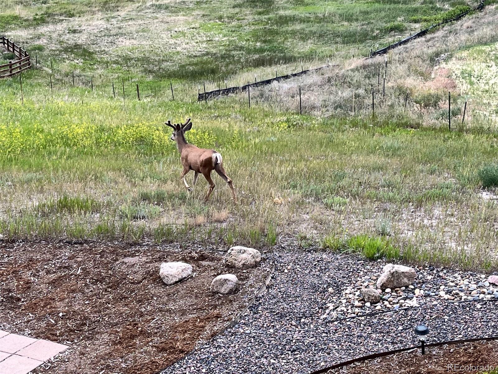 MLS Image #42 for 16115  gold creek drive,monument, Colorado