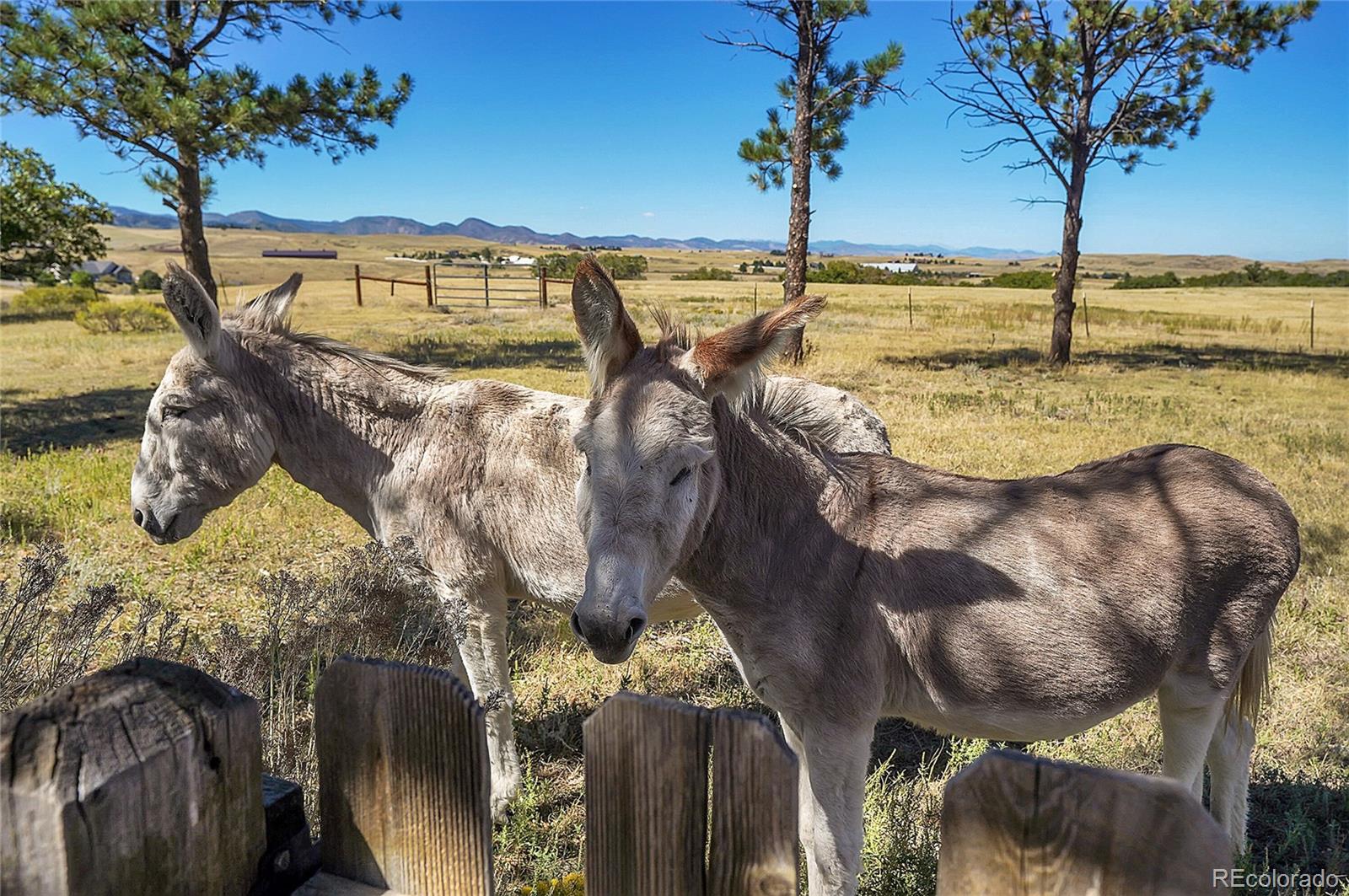 MLS Image #44 for 4355  mustang circle,sedalia, Colorado