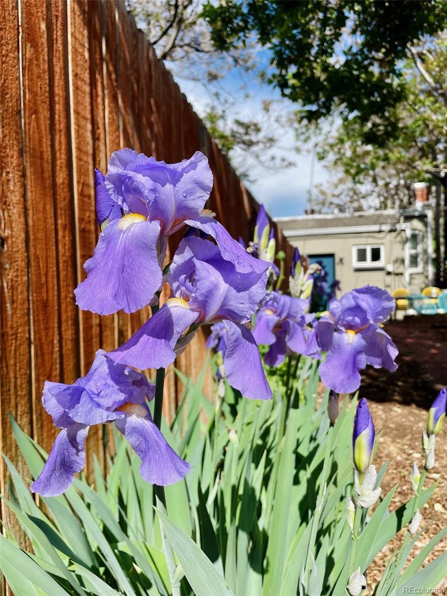 MLS Image #35 for 3521  zuni street,denver, Colorado