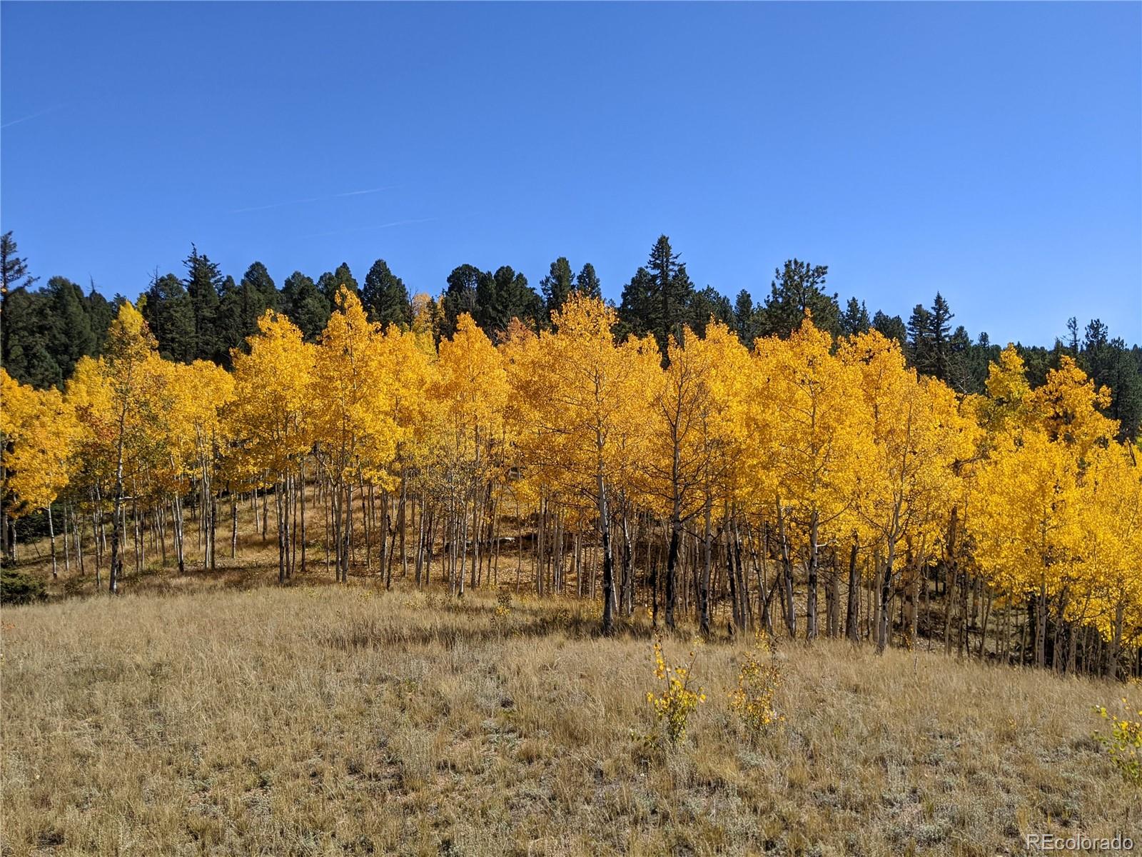 MLS Image #41 for 507  spruce lake drive,divide, Colorado