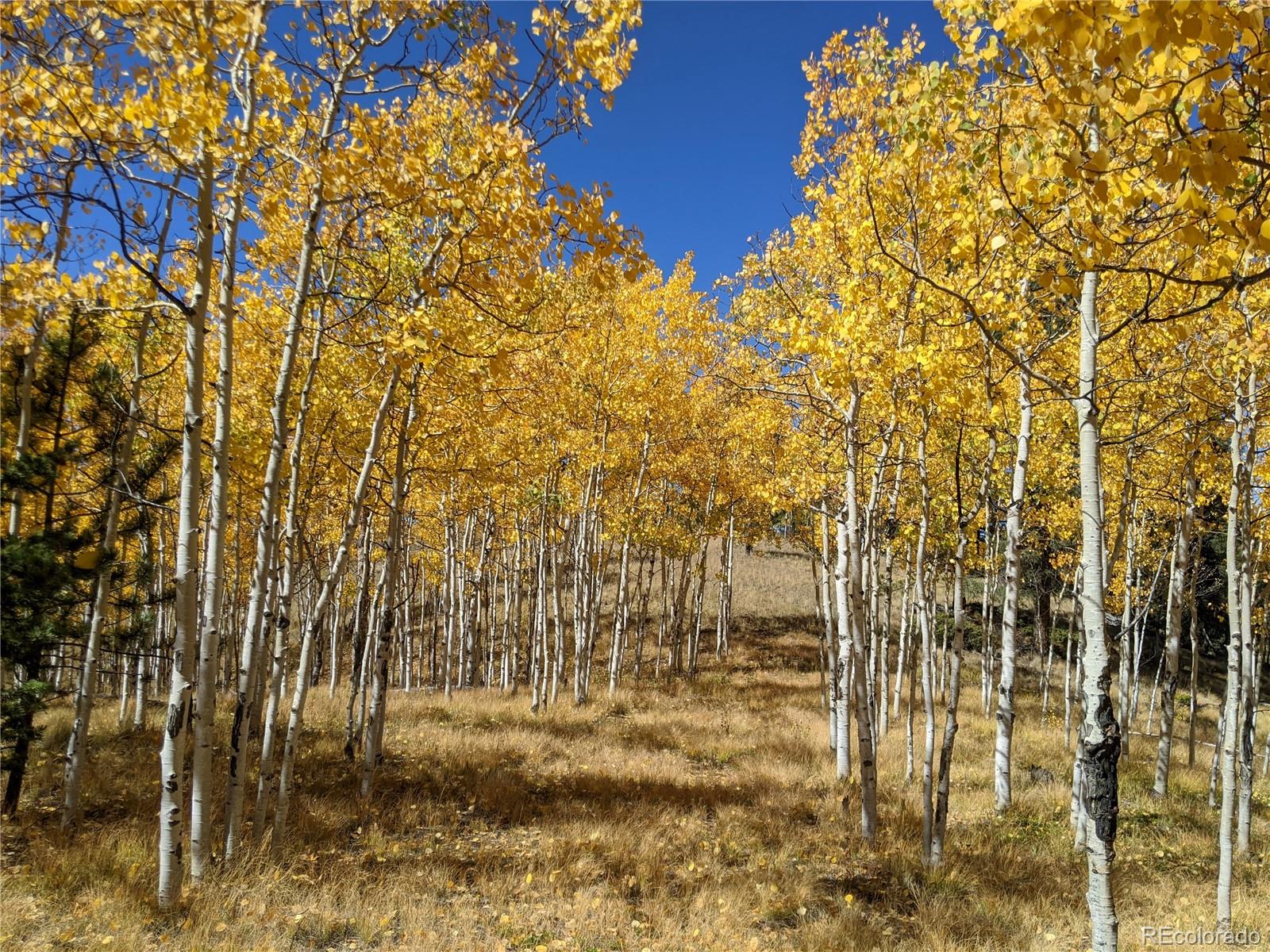 MLS Image #42 for 507  spruce lake drive,divide, Colorado