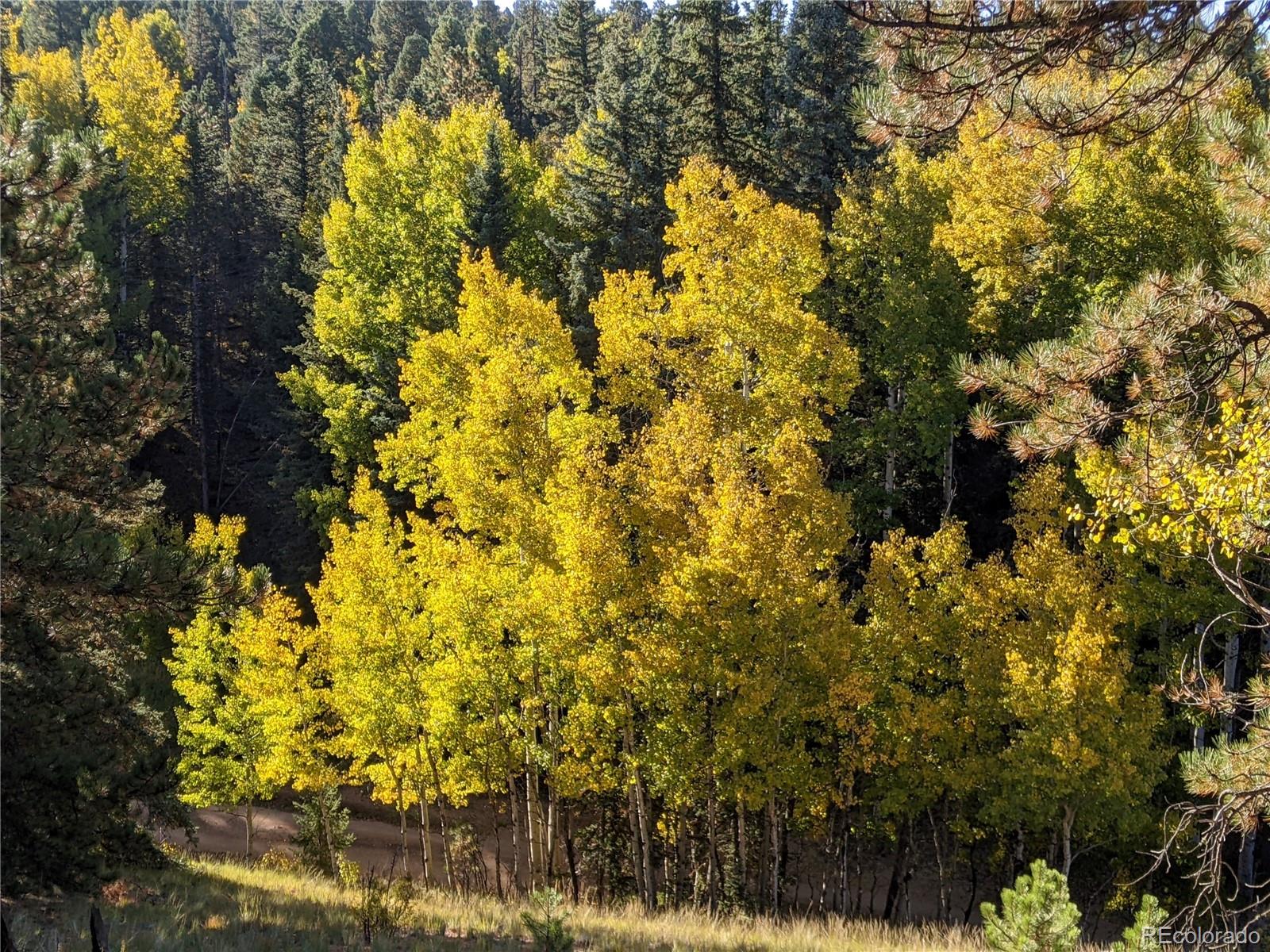 MLS Image #43 for 507  spruce lake drive,divide, Colorado