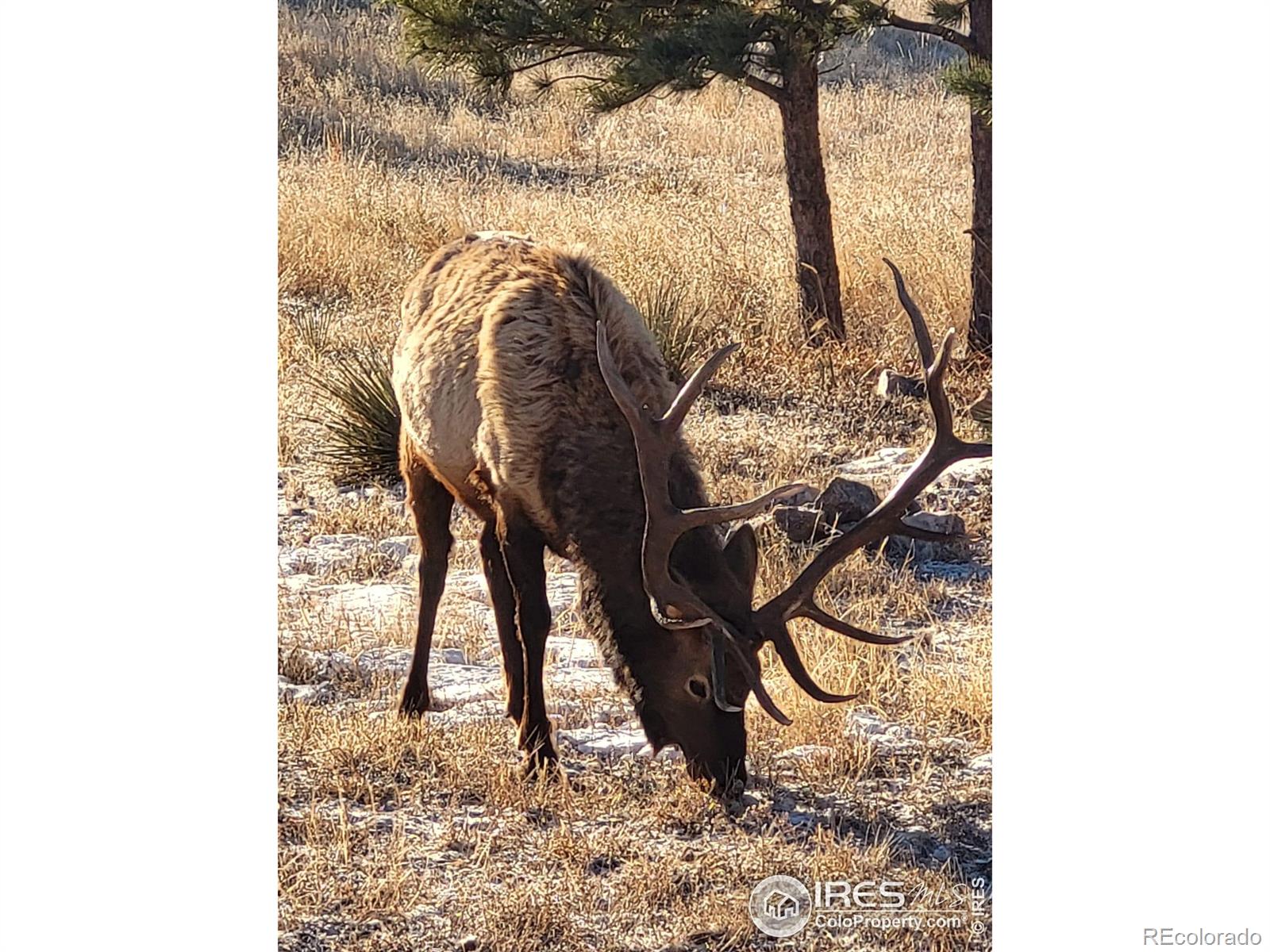 MLS Image #36 for 580  saddle notch road,loveland, Colorado