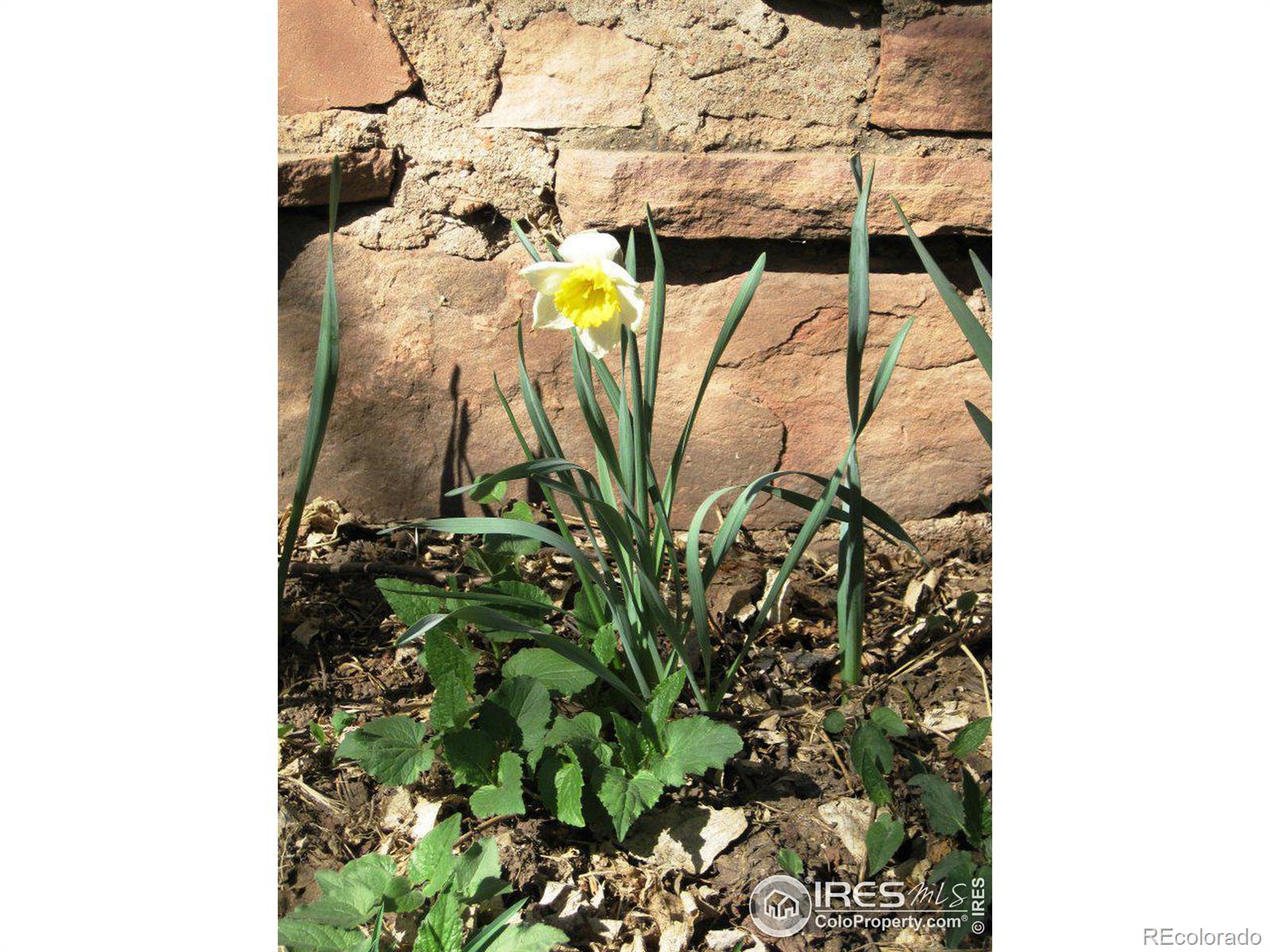 CMA Image for 213  evans street,Lyons, Colorado