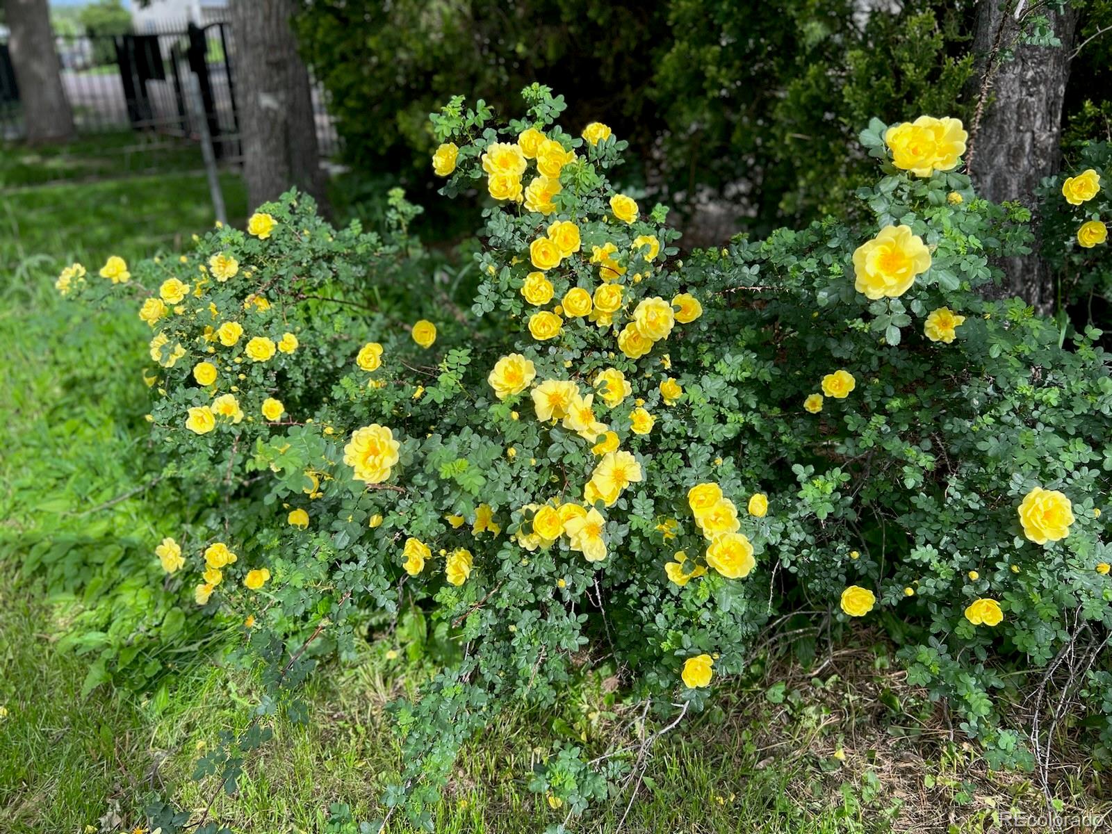 MLS Image #34 for 203 w rafferty gardens avenue,littleton, Colorado