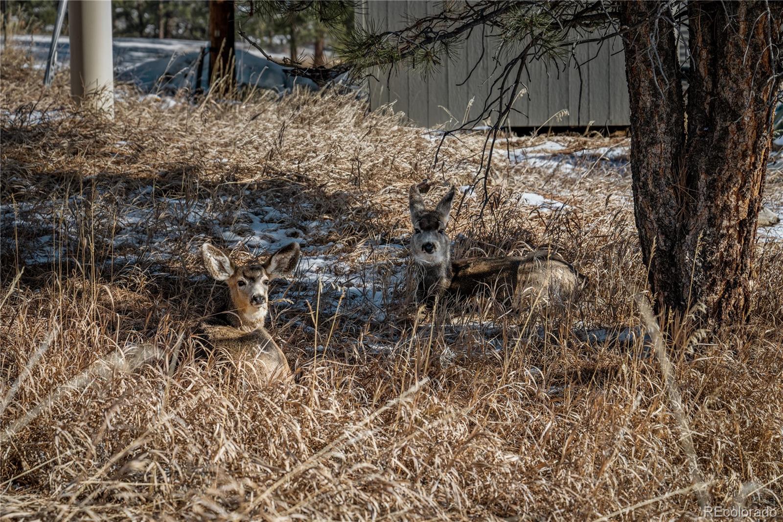 MLS Image #37 for 23465  weisshorn drive,indian hills, Colorado