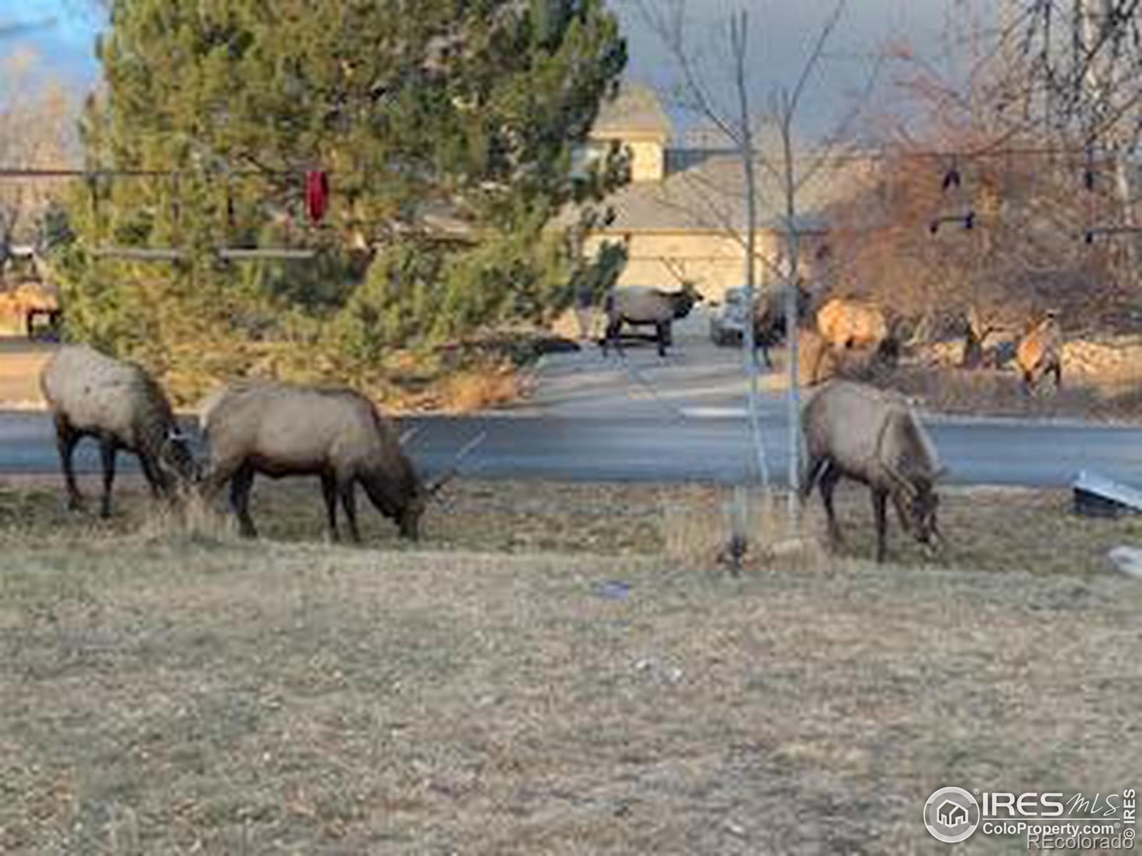 MLS Image #27 for 1112  elbert avenue,loveland, Colorado