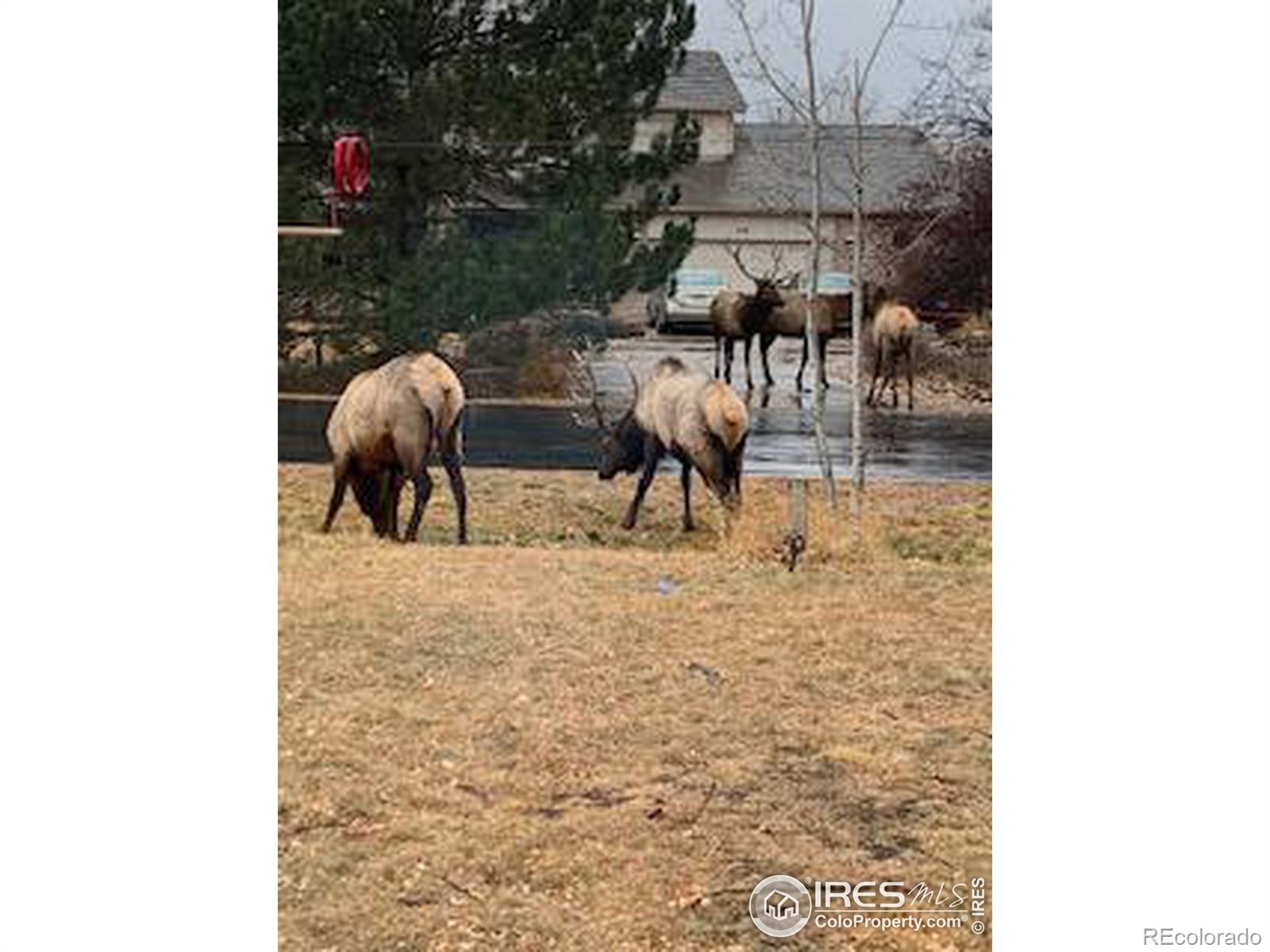 MLS Image #28 for 1112  elbert avenue,loveland, Colorado