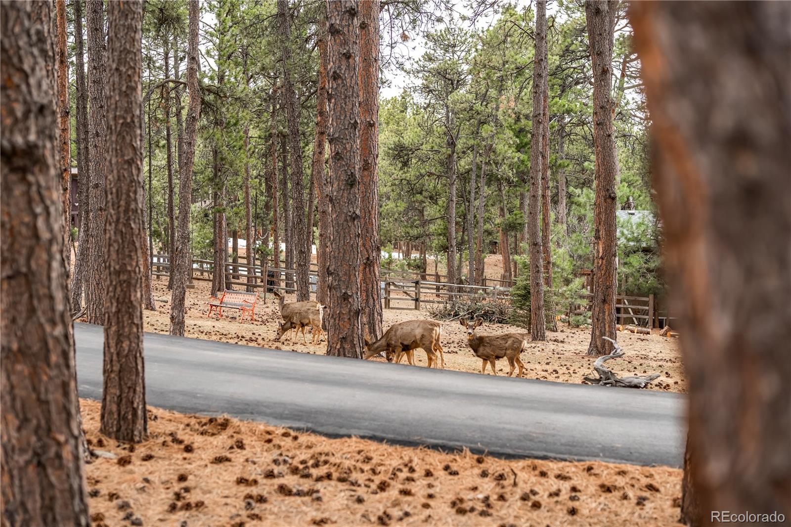 MLS Image #32 for 19185  shadowood drive,monument, Colorado