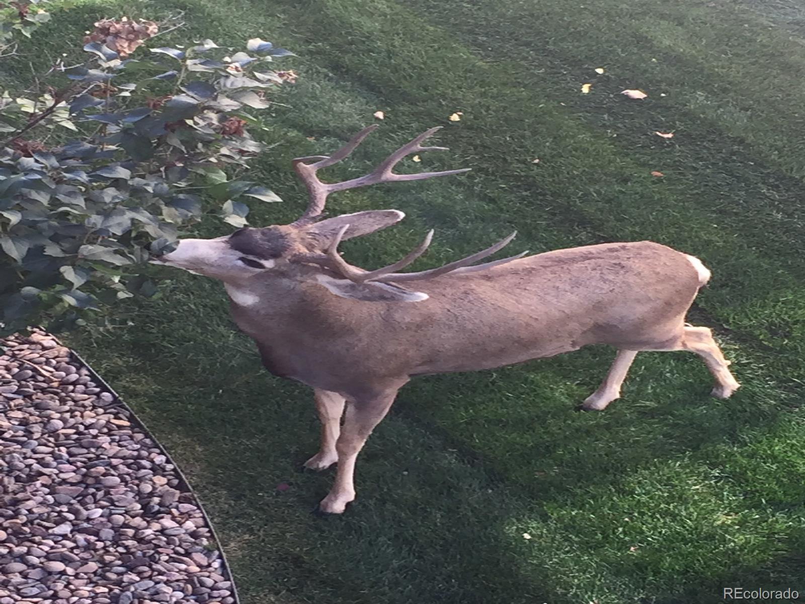 MLS Image #32 for 16323  river haven way,morrison, Colorado