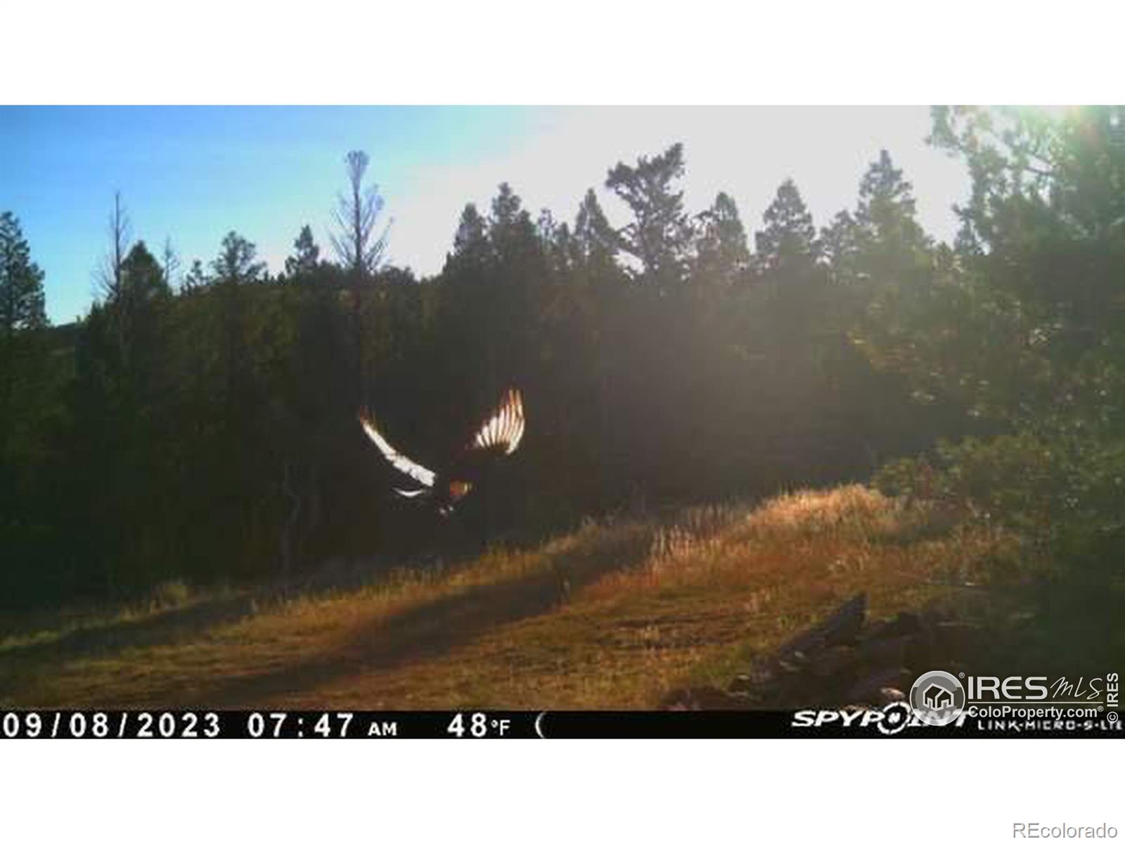 MLS Image #14 for 432  forest way,red feather lakes, Colorado