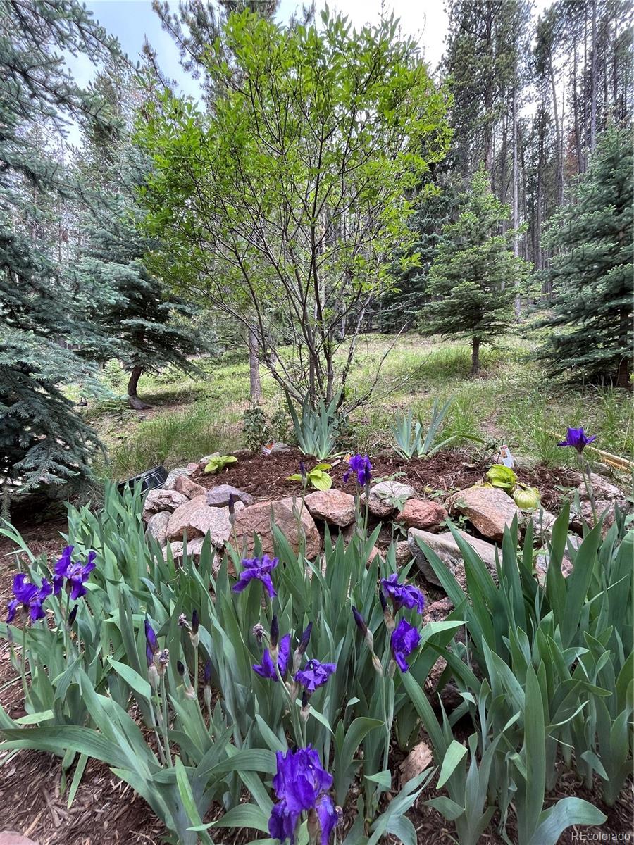 MLS Image #46 for 34498  forest estates road,evergreen, Colorado