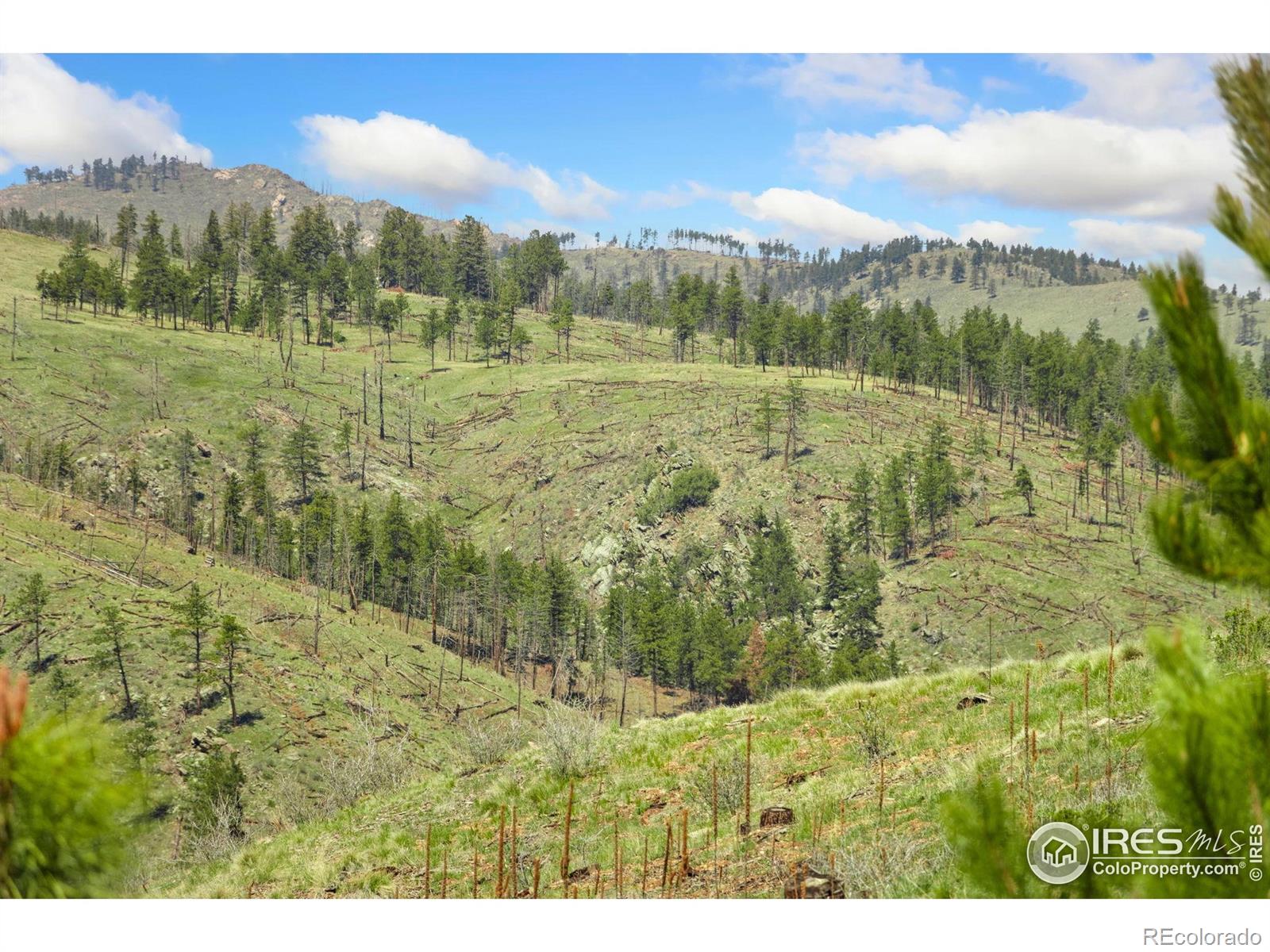 MLS Image #19 for 117  crocus drive,bellvue, Colorado