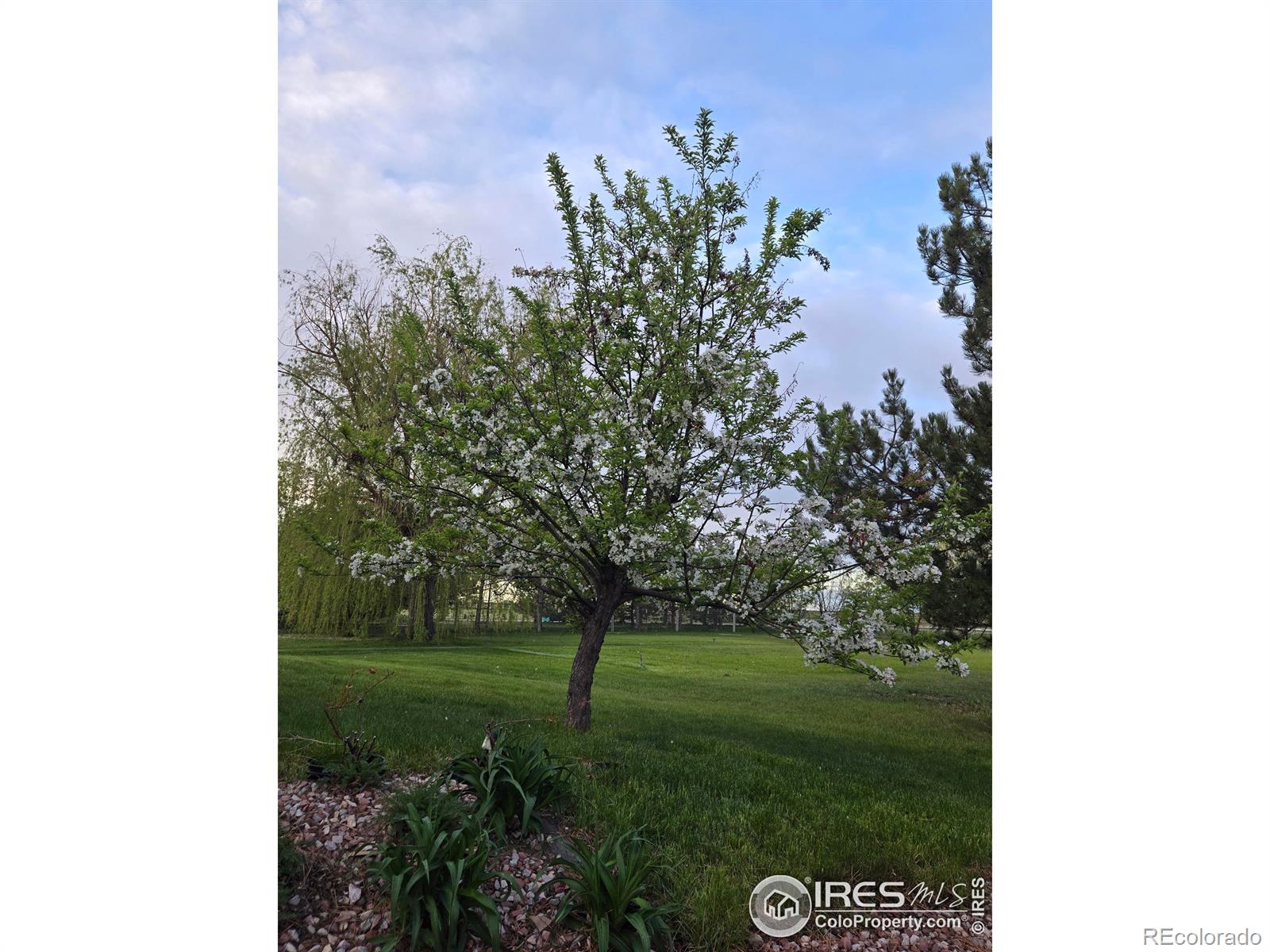 MLS Image #31 for 39856  county road 33 ,ault, Colorado