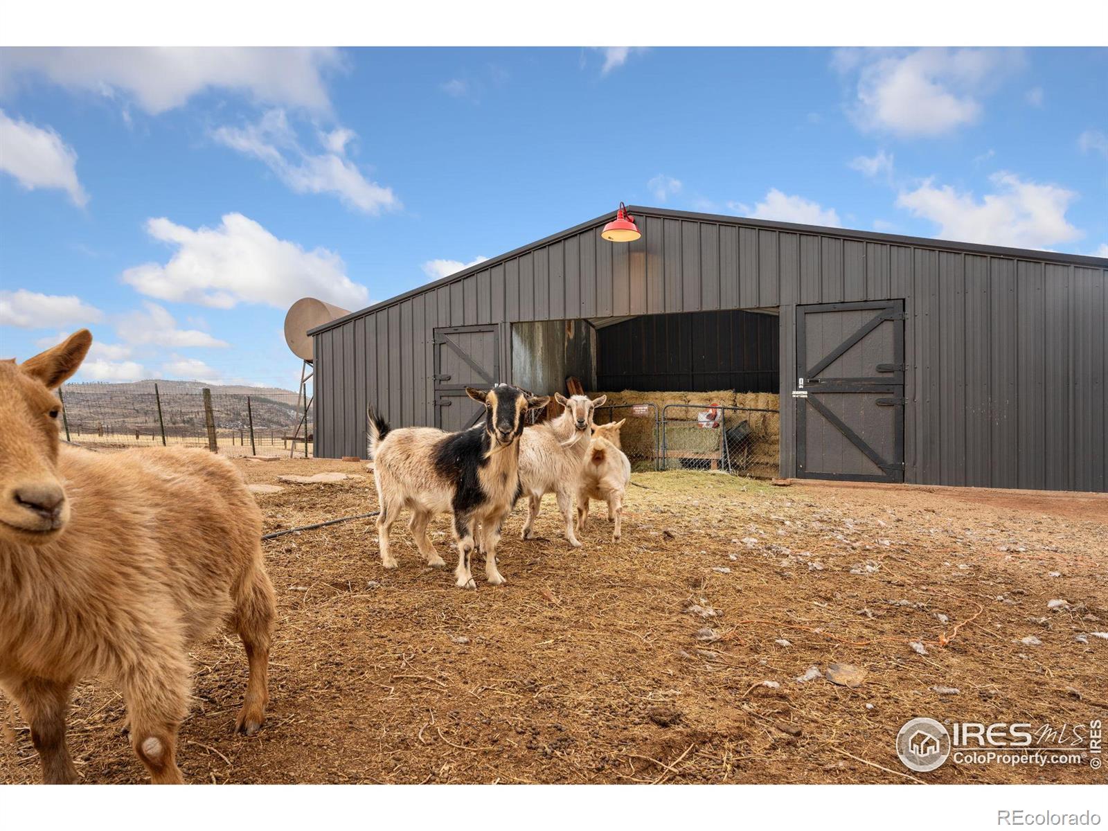 MLS Image #4 for 13185  buckhorn road,loveland, Colorado