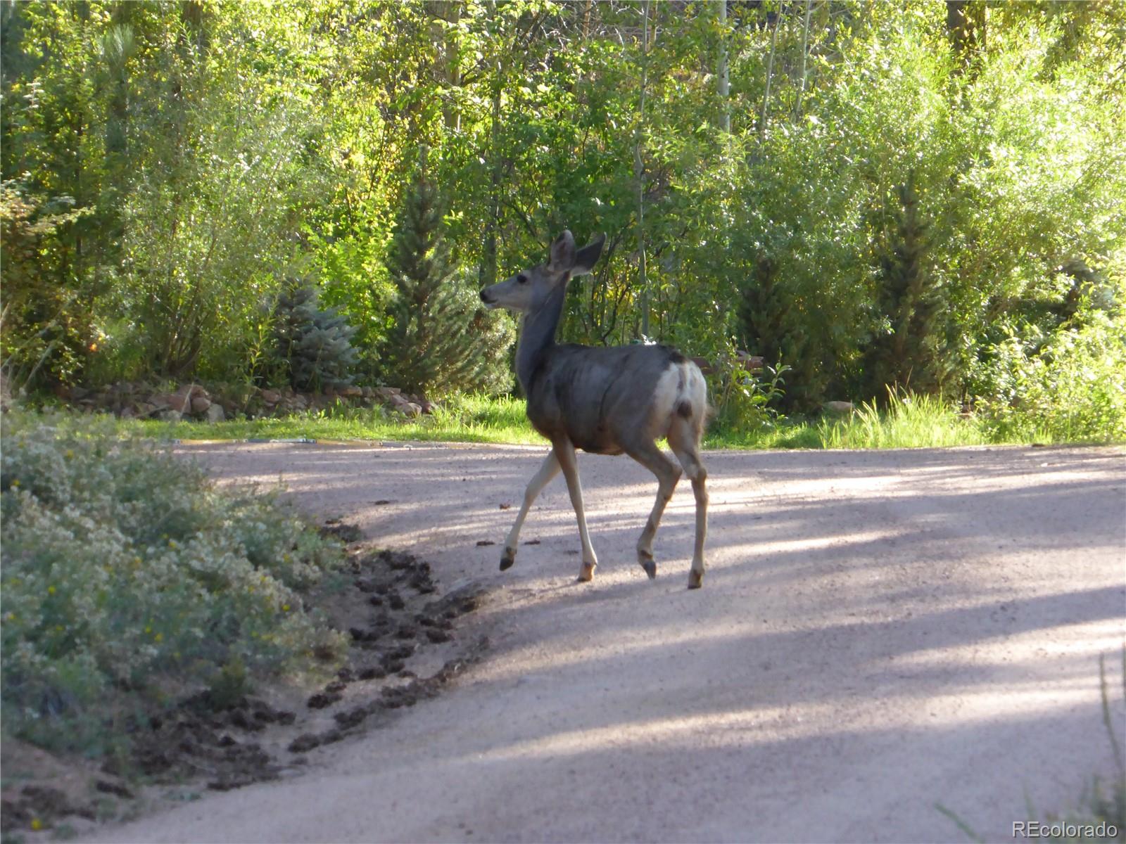MLS Image #38 for 9705  canon drive,sedalia, Colorado