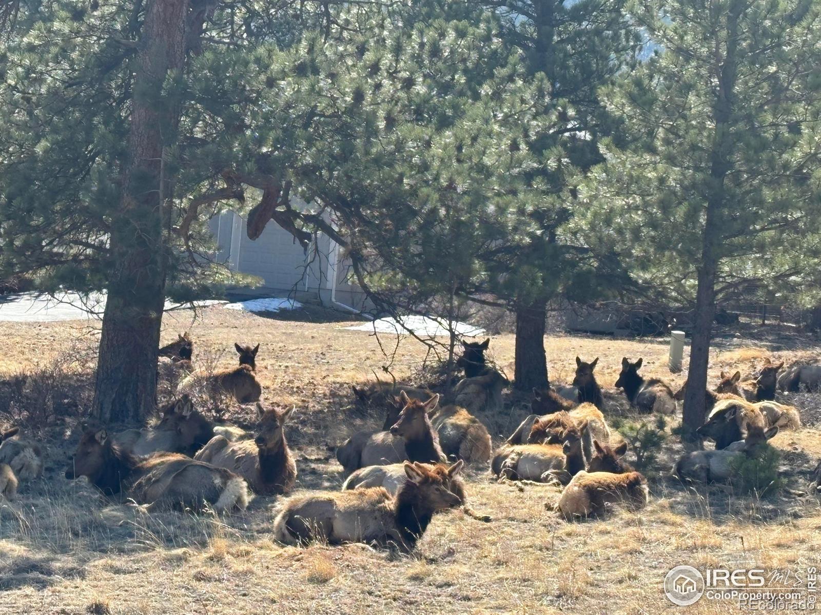 MLS Image #31 for 2251  larkspur avenue,estes park, Colorado