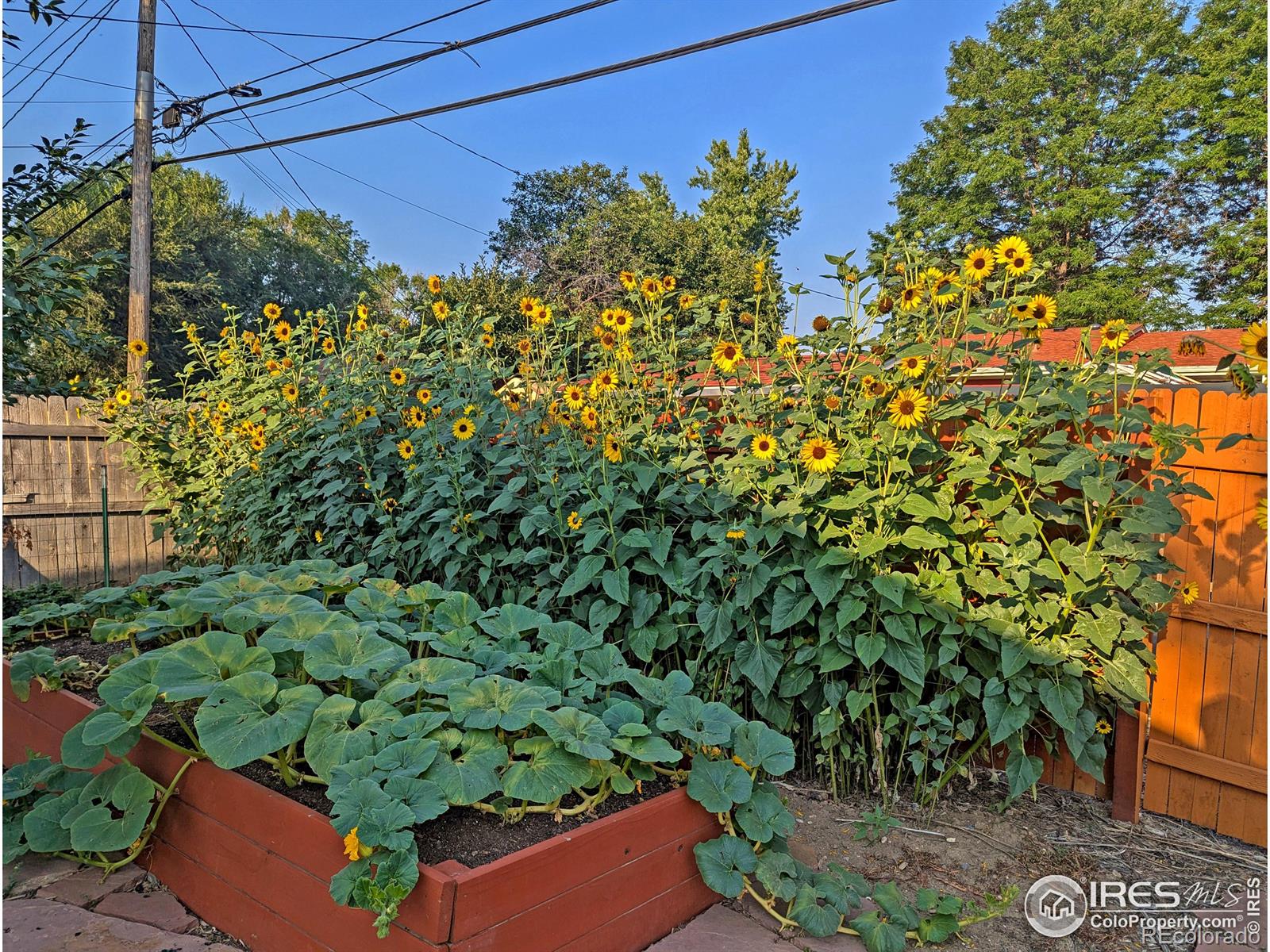 MLS Image #21 for 1517  atwood street,longmont, Colorado