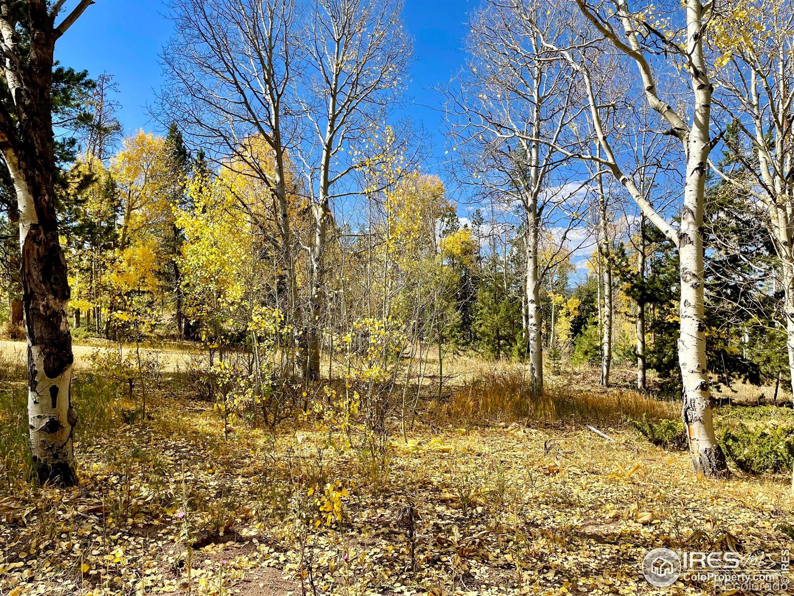 MLS Image #31 for 50  kanawha court,red feather lakes, Colorado