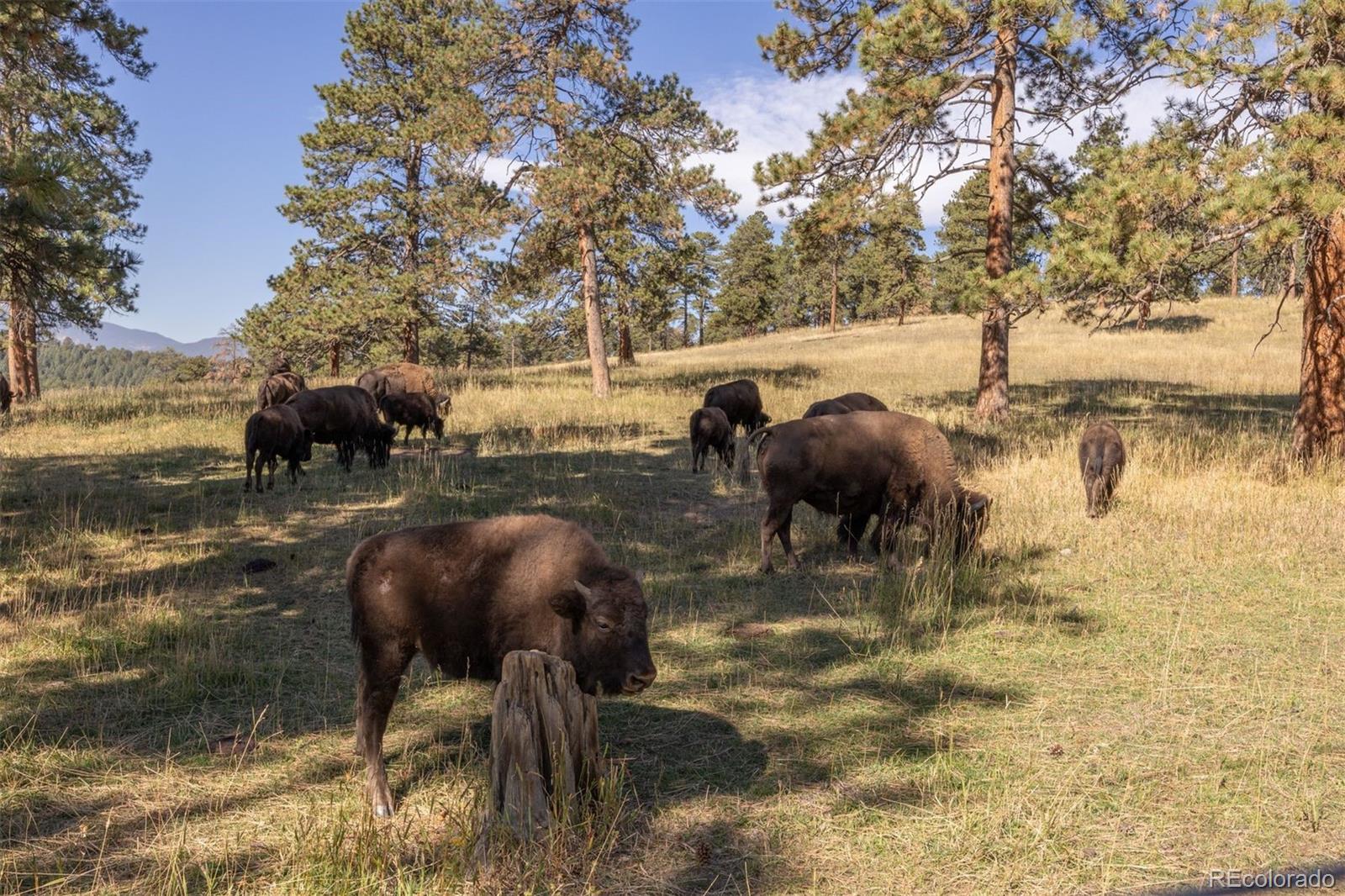 MLS Image #34 for 11  strawflower lane,golden, Colorado