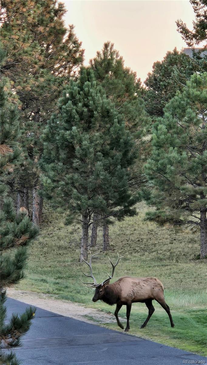 MLS Image #24 for 31058  big bear drive,evergreen, Colorado