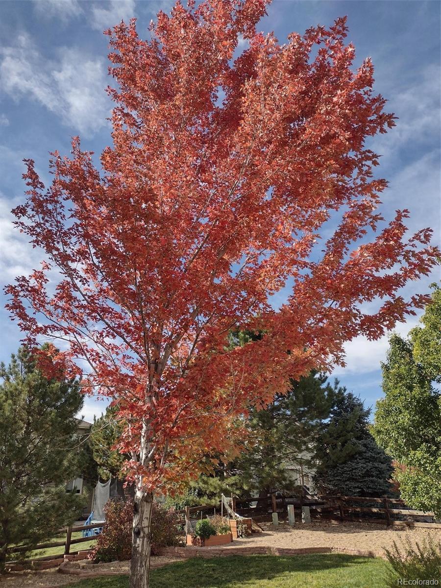 MLS Image #34 for 7661  chickaree court,littleton, Colorado