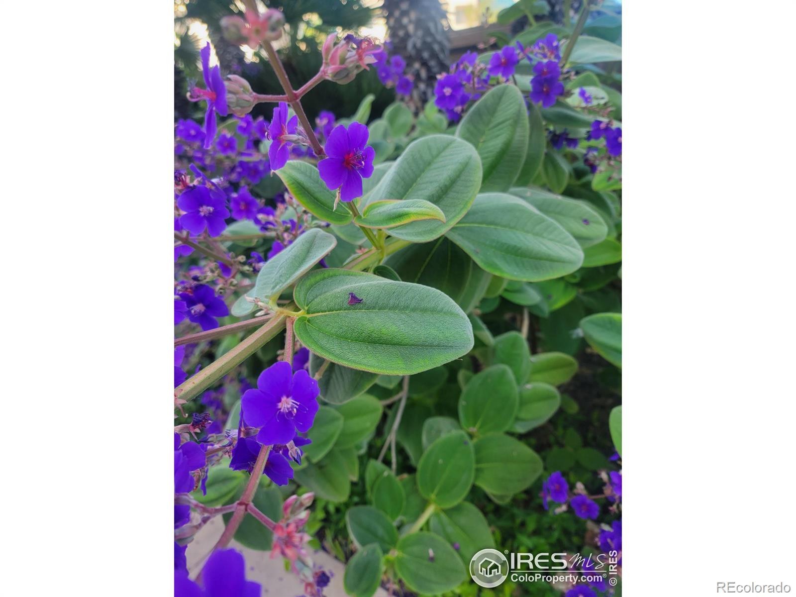 MLS Image #35 for 4429  julian court,fort collins, Colorado