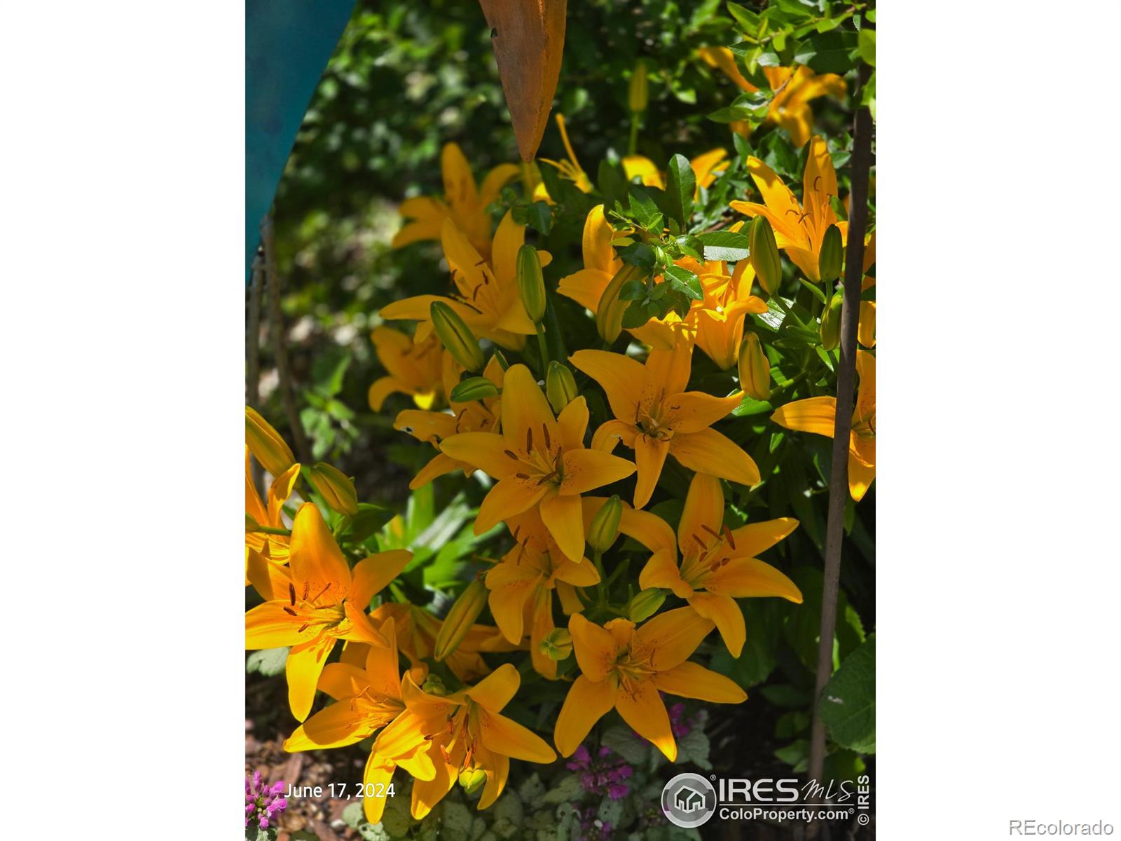 MLS Image #37 for 4429  julian court,fort collins, Colorado