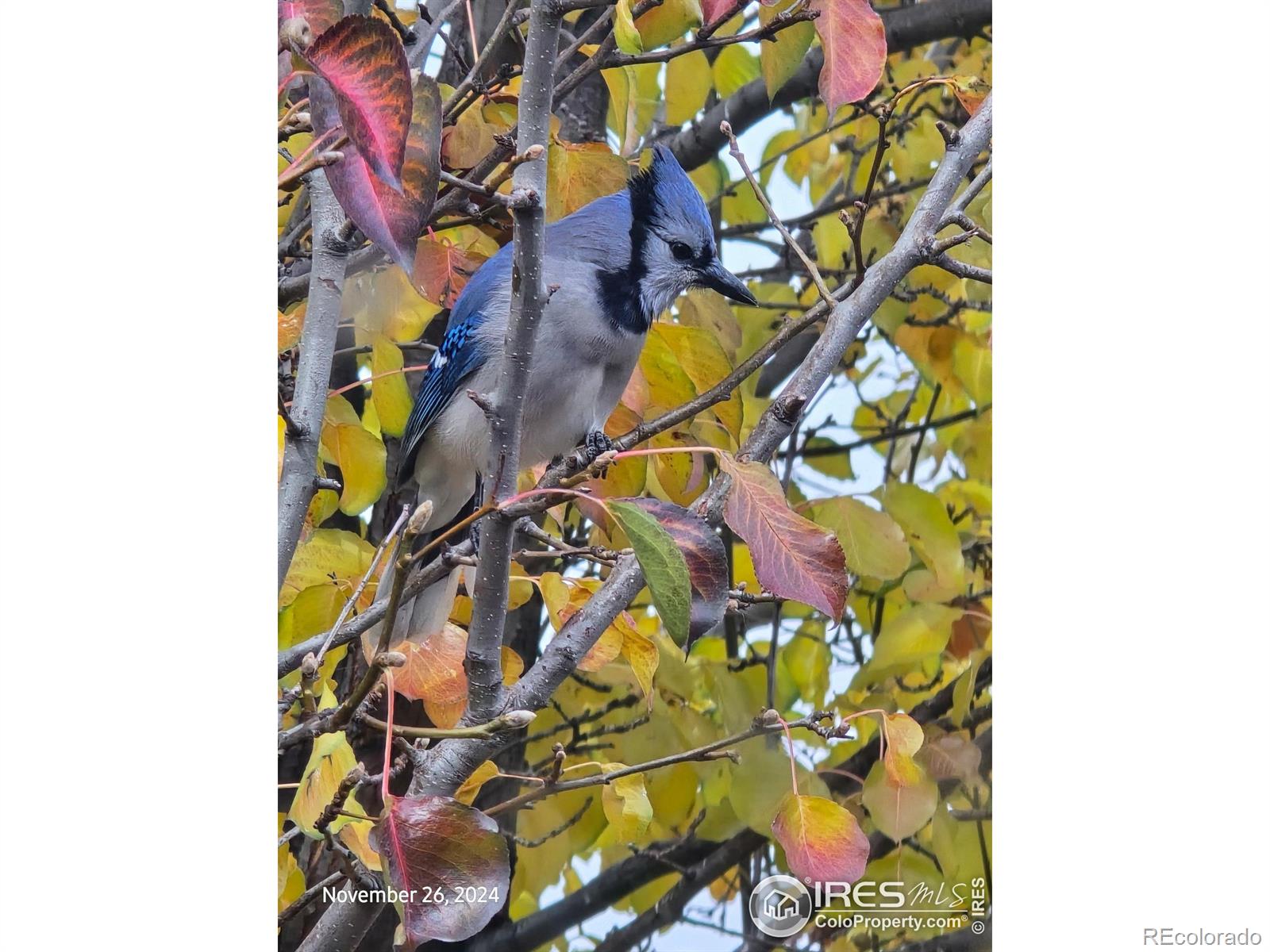 MLS Image #38 for 4429  julian court,fort collins, Colorado