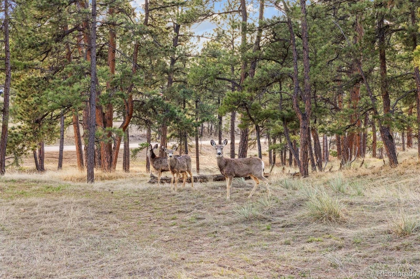 MLS Image #36 for 12493  forest canyon drive,parker, Colorado