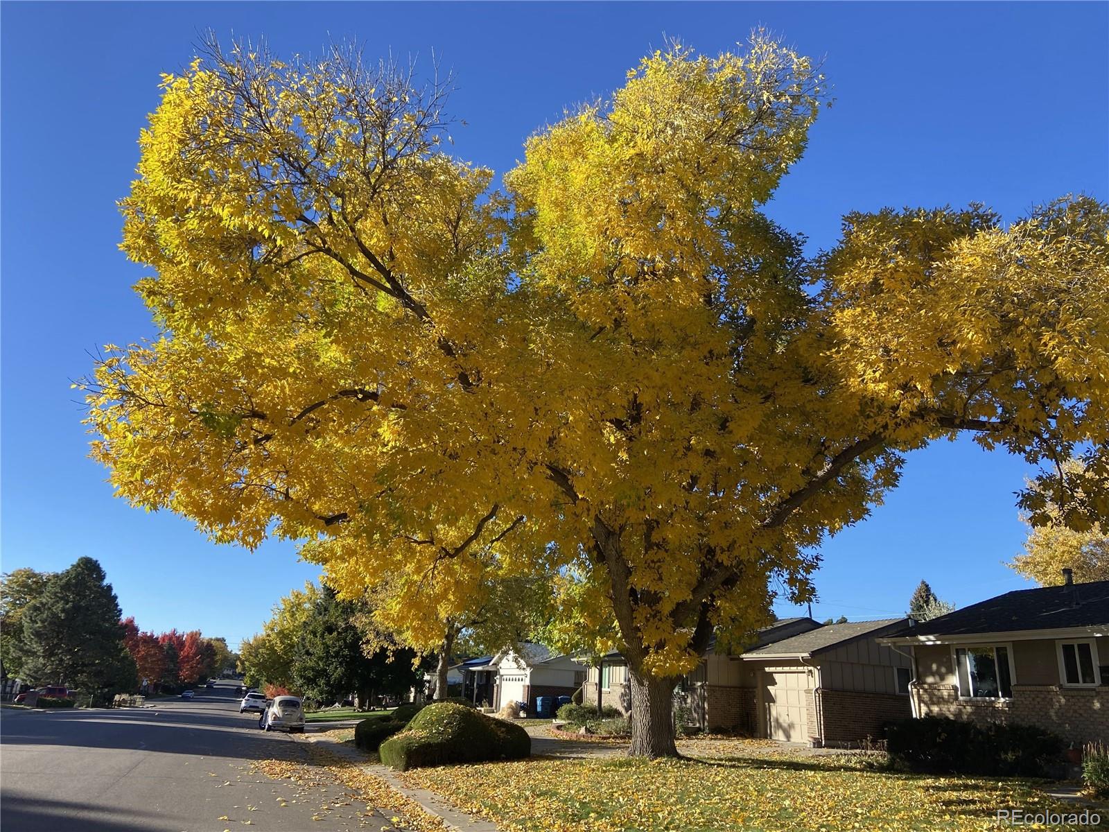 MLS Image #36 for 1823 s carr street,lakewood, Colorado