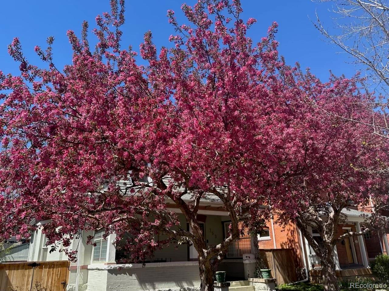 MLS Image #31 for 153 s grant street,denver, Colorado
