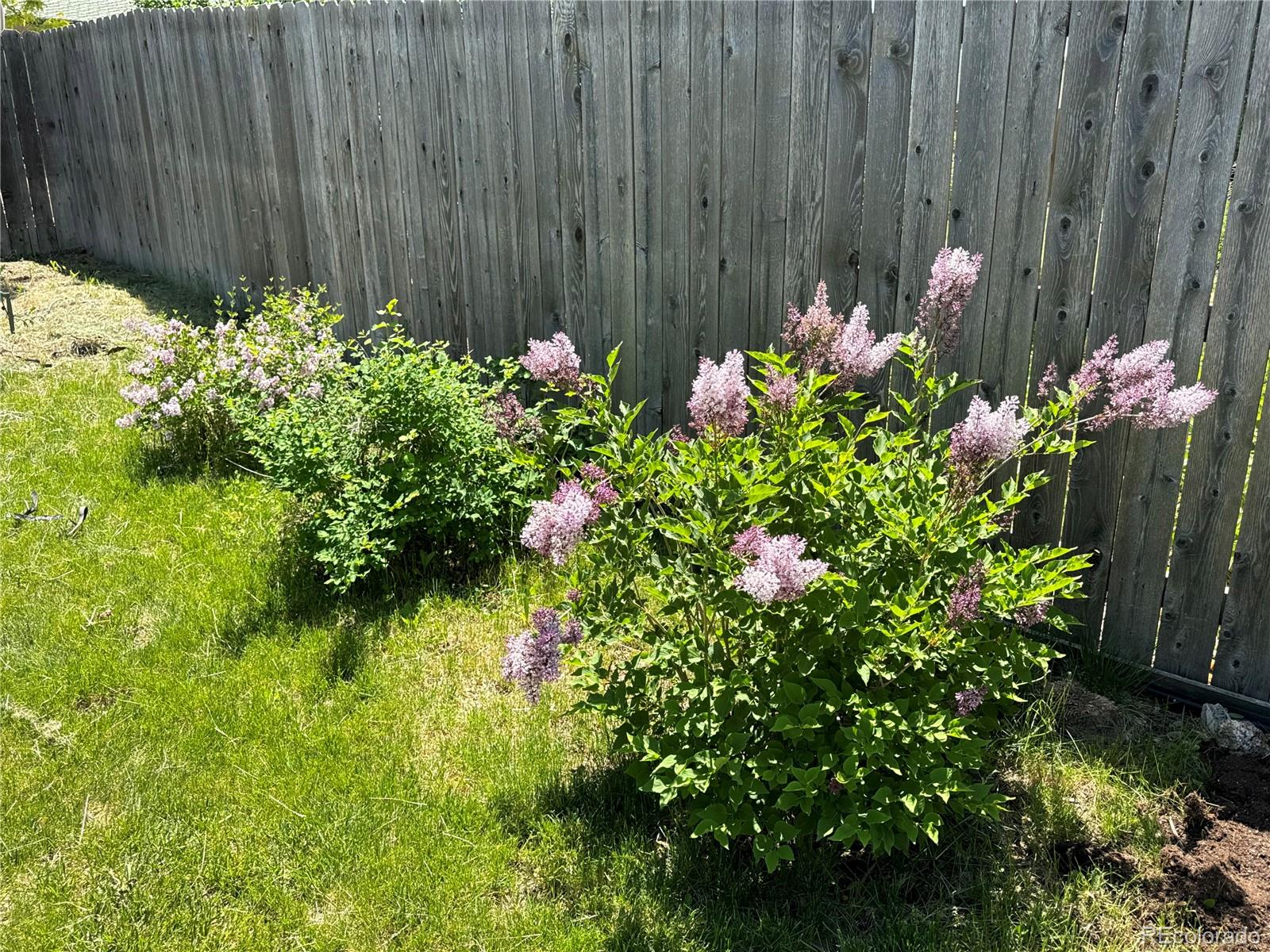 MLS Image #26 for 1110  lilac street,broomfield, Colorado