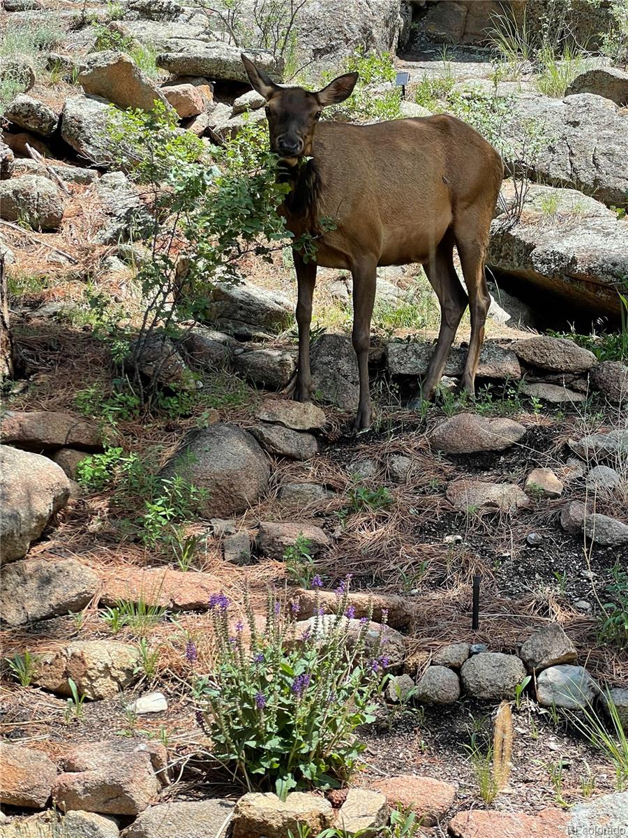 MLS Image #48 for 3961  mossy rock lane,evergreen, Colorado