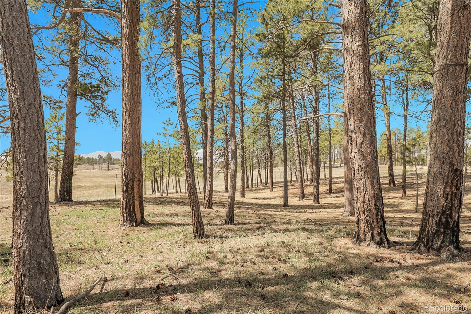 MLS Image #33 for 13385  herring road,colorado springs, Colorado