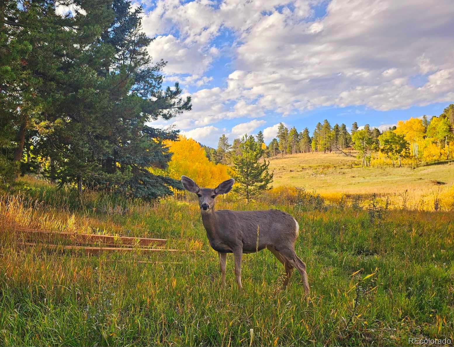 MLS Image #1 for 10858  norton avenue,conifer, Colorado