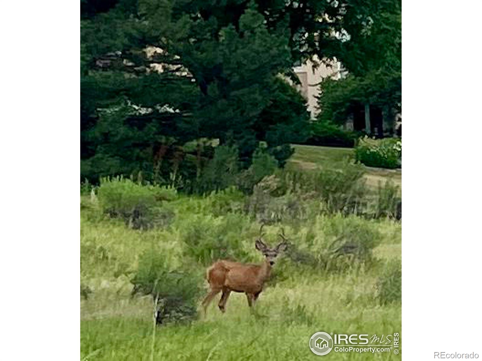 MLS Image #27 for 1224  hawkeye court,fort collins, Colorado