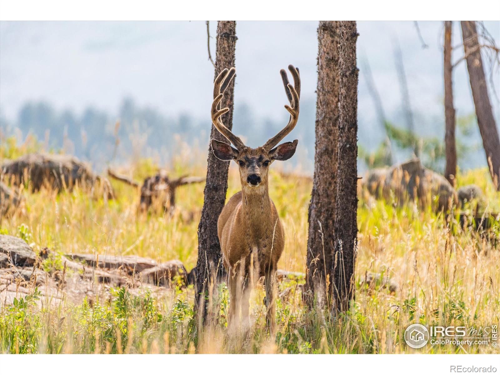 MLS Image #13 for 3805  davis ranch road,bellvue, Colorado