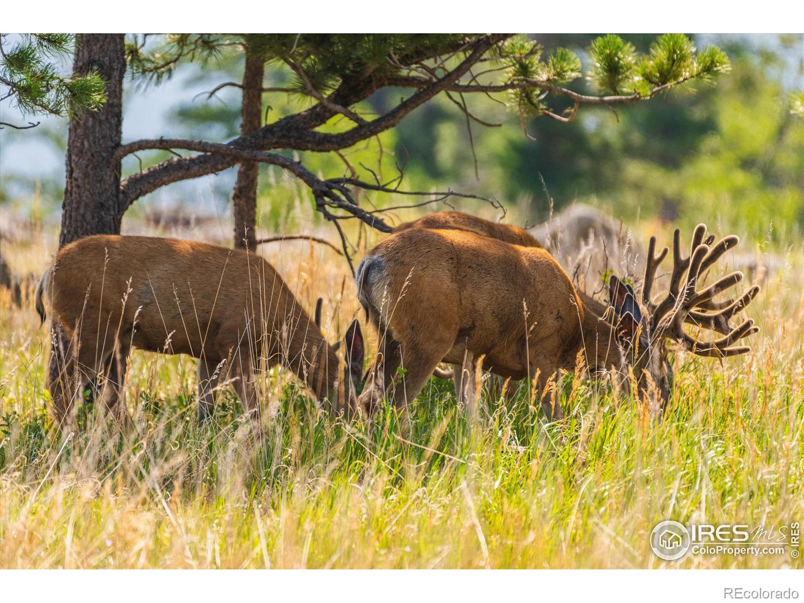 MLS Image #4 for 3805  davis ranch road,bellvue, Colorado