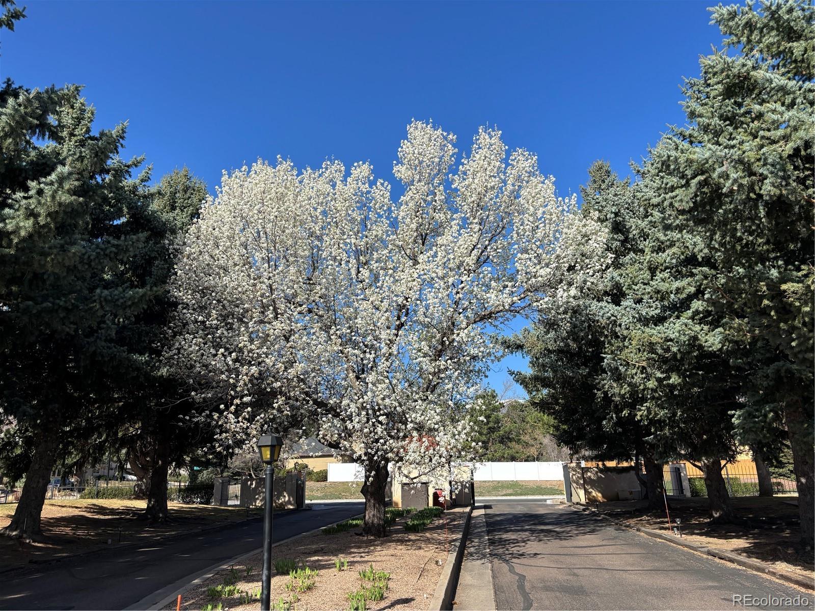 MLS Image #6 for 3103  broadmoor valley road,colorado springs, Colorado