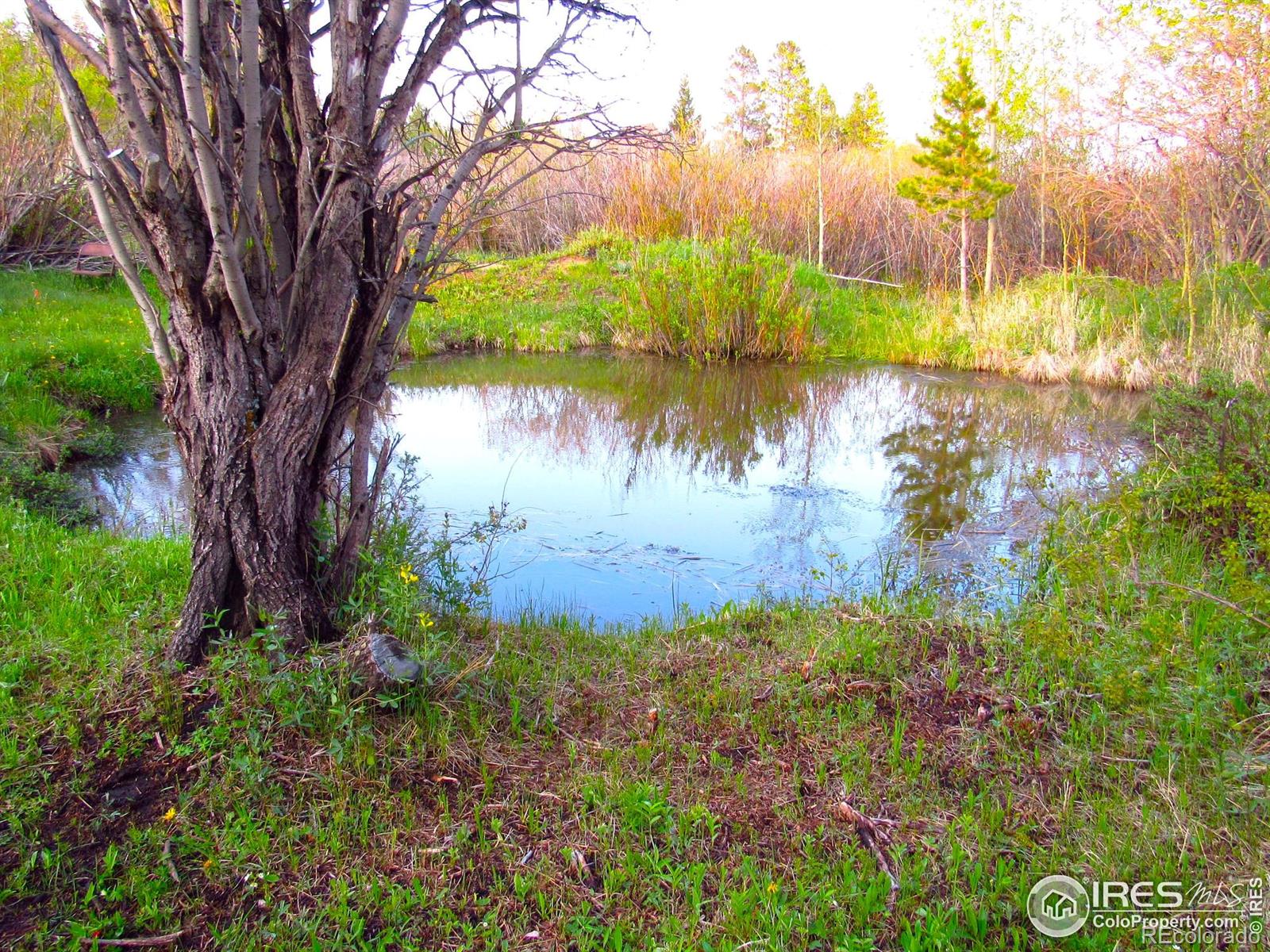 MLS Image #29 for 551  tesuque trail,red feather lakes, Colorado