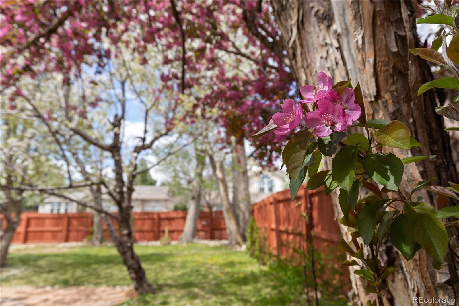 MLS Image #41 for 12742  vrain street,broomfield, Colorado