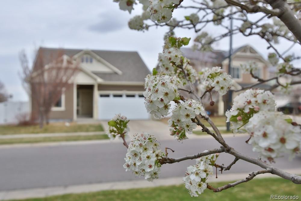 MLS Image #42 for 18709 e 47th drive,denver, Colorado