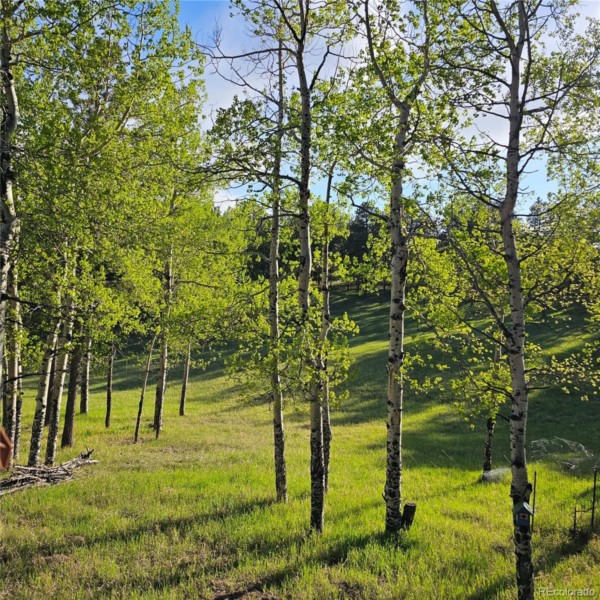 MLS Image #5 for 27888  richmond hill road,conifer, Colorado