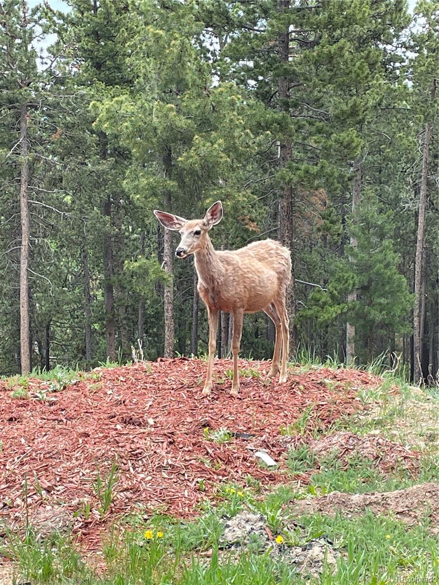 MLS Image #44 for 352  apache road,evergreen, Colorado