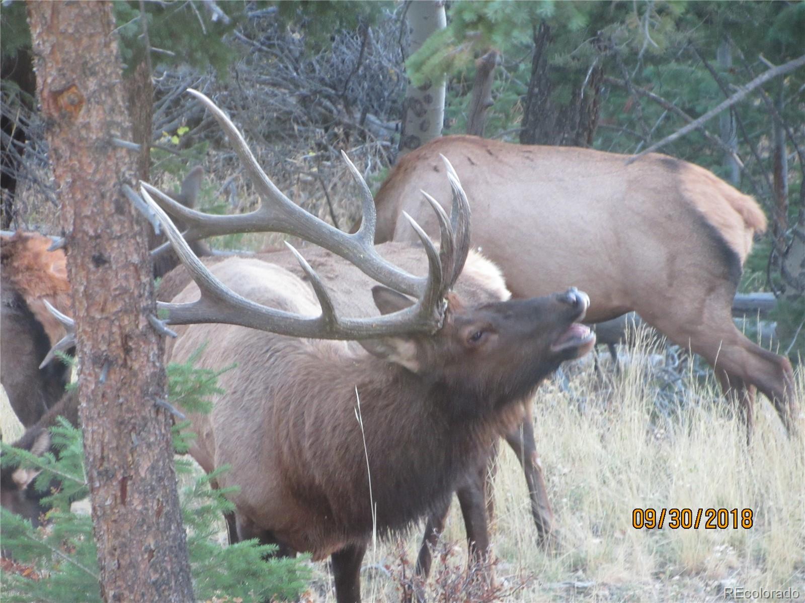 MLS Image #32 for 1295  hy vu drive,evergreen, Colorado
