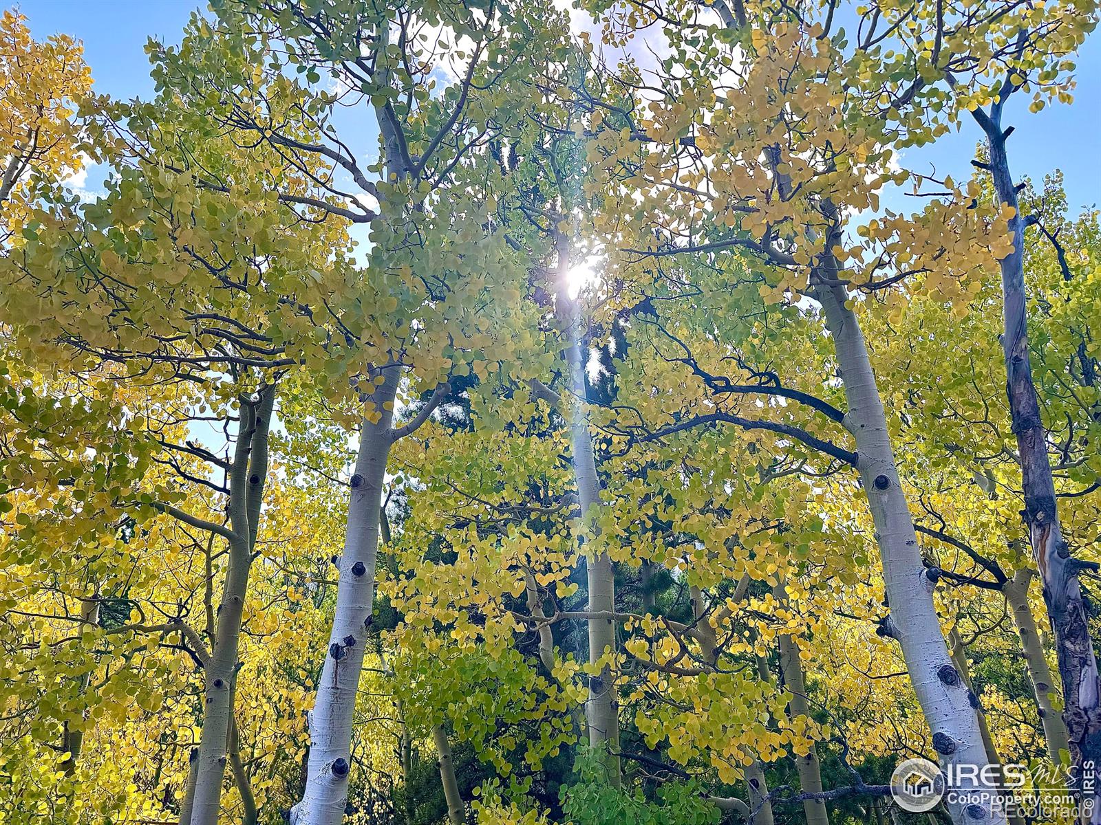 MLS Image #35 for 249  virginia drive,estes park, Colorado