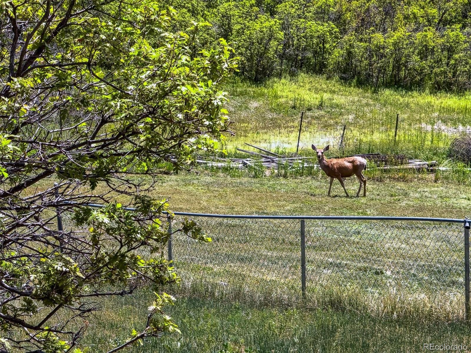 MLS Image #16 for 2938  wolfensberger road,sedalia, Colorado